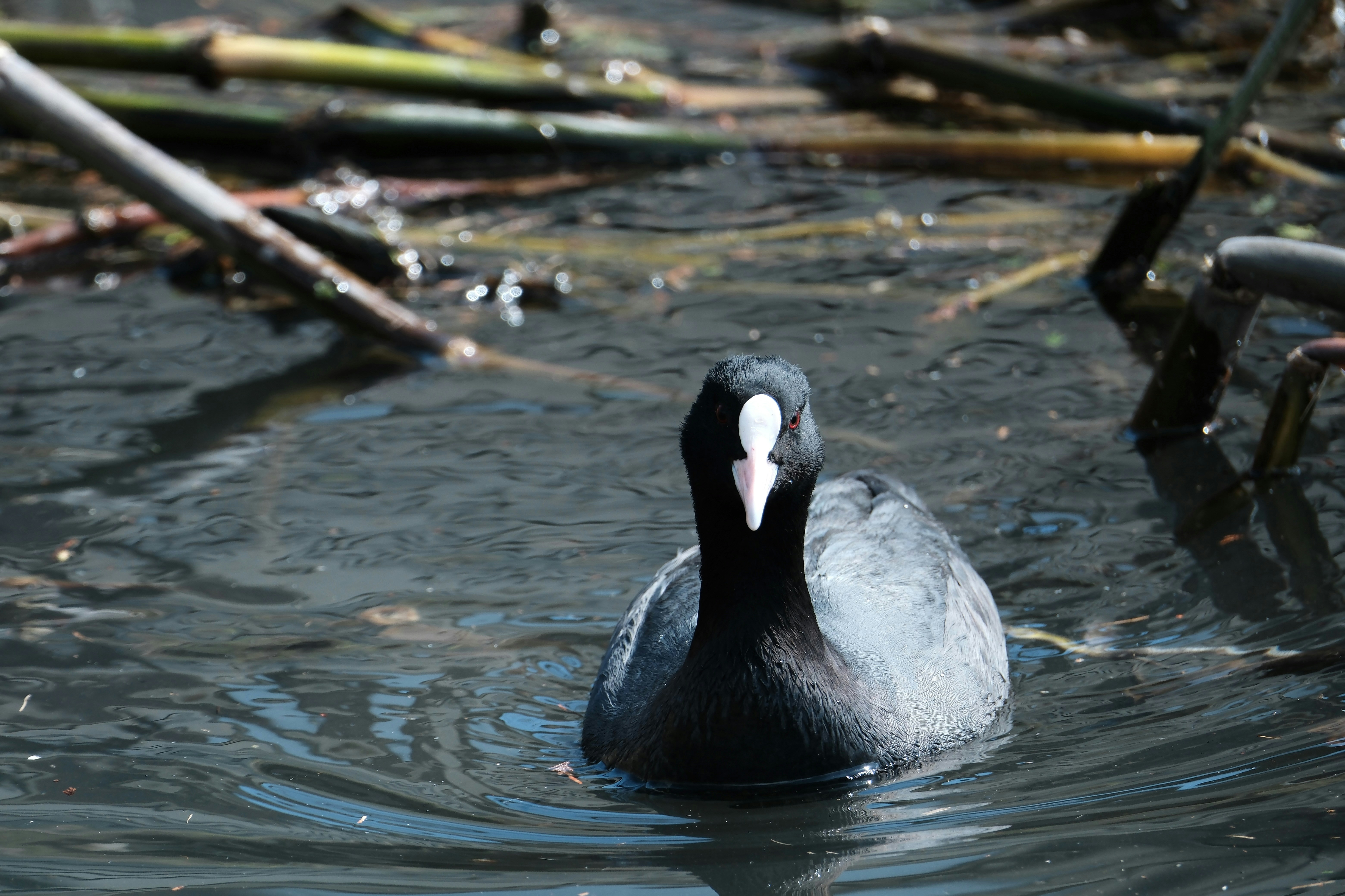 Photo by seiya_maeda