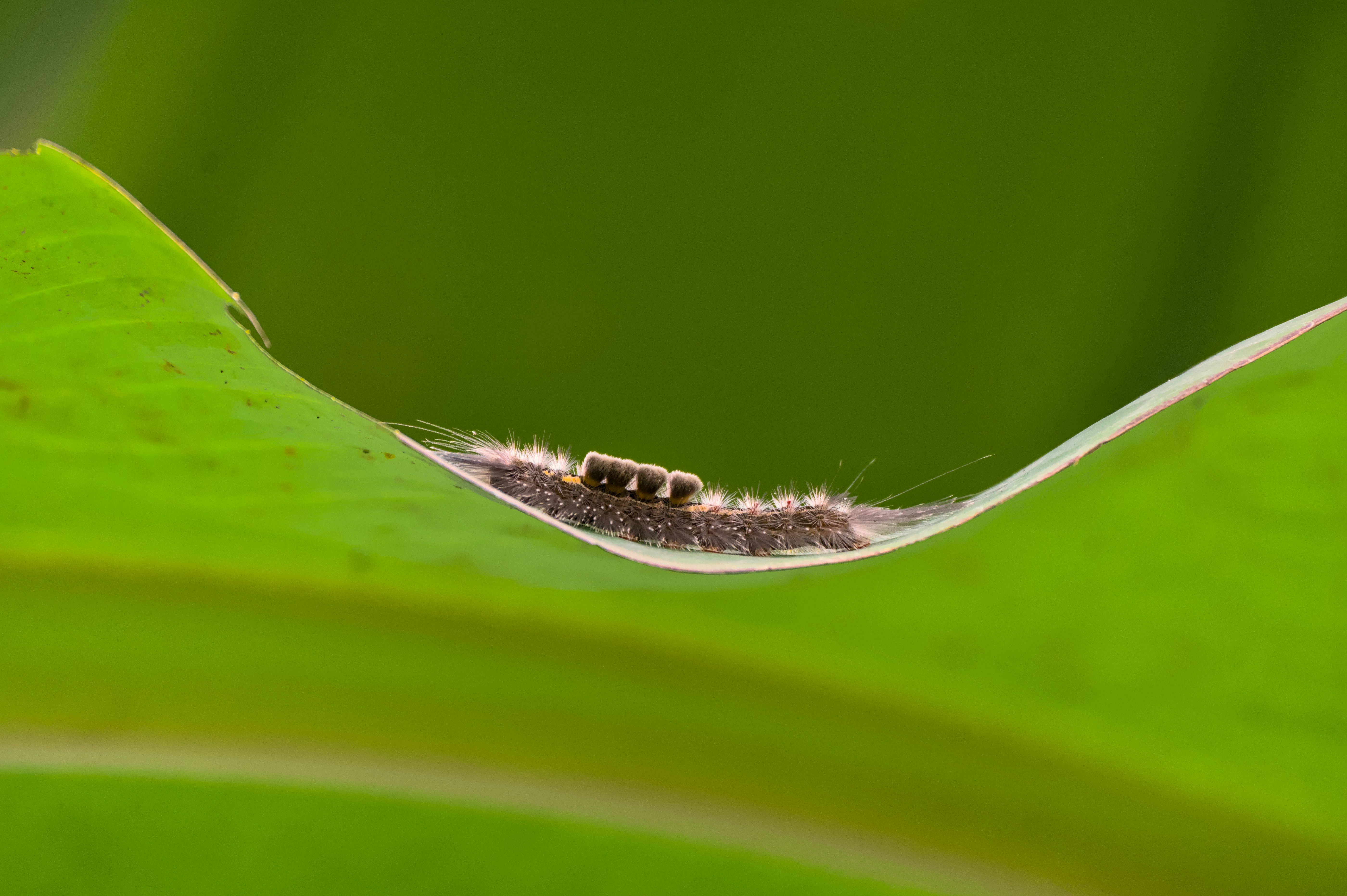 Una oruga peluda se arrastra sobre
