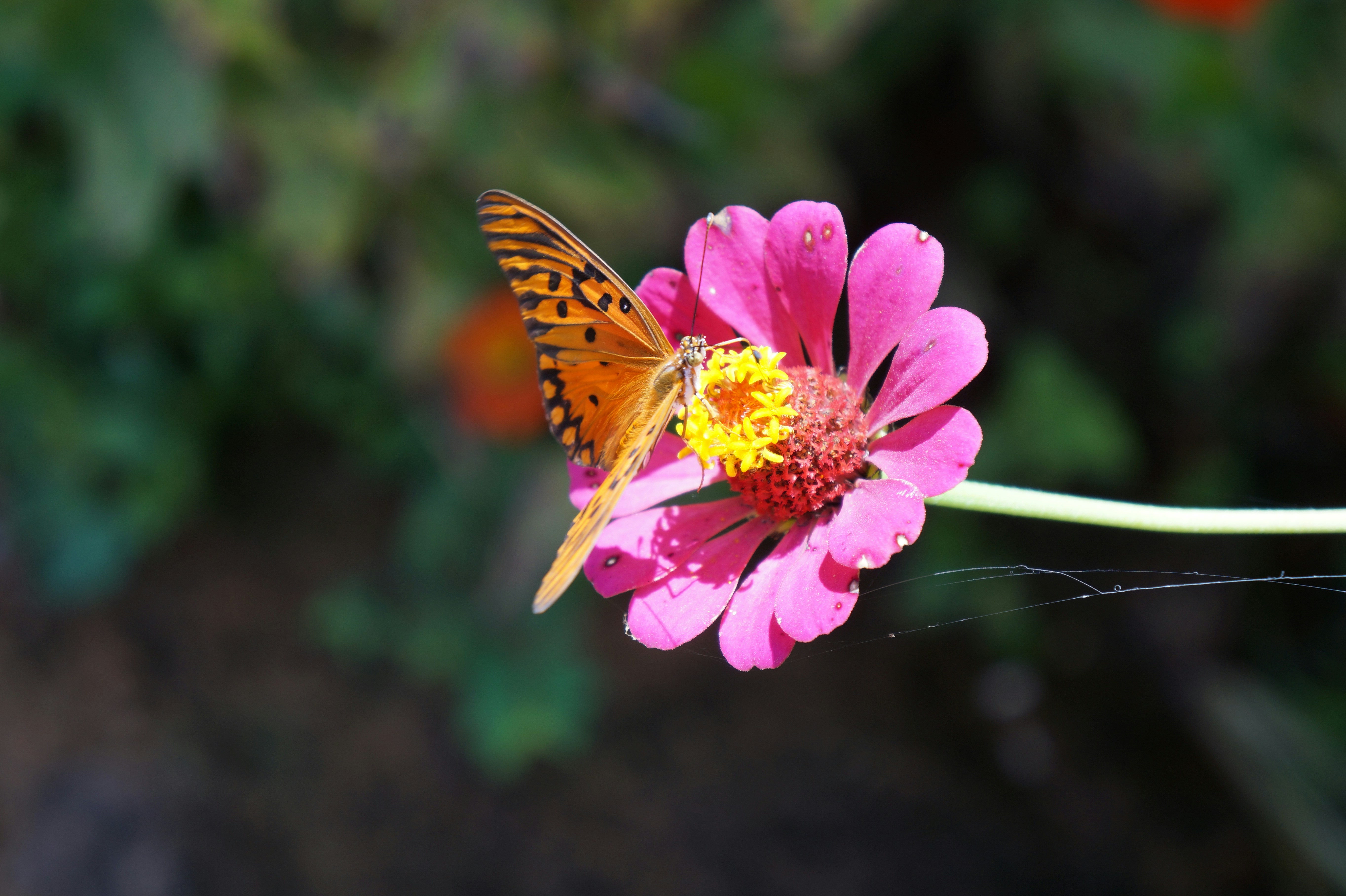 A borboleta pousa em uma flor rosa vibrante.