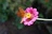 Butterfly lands on a vibrant pink flower.
