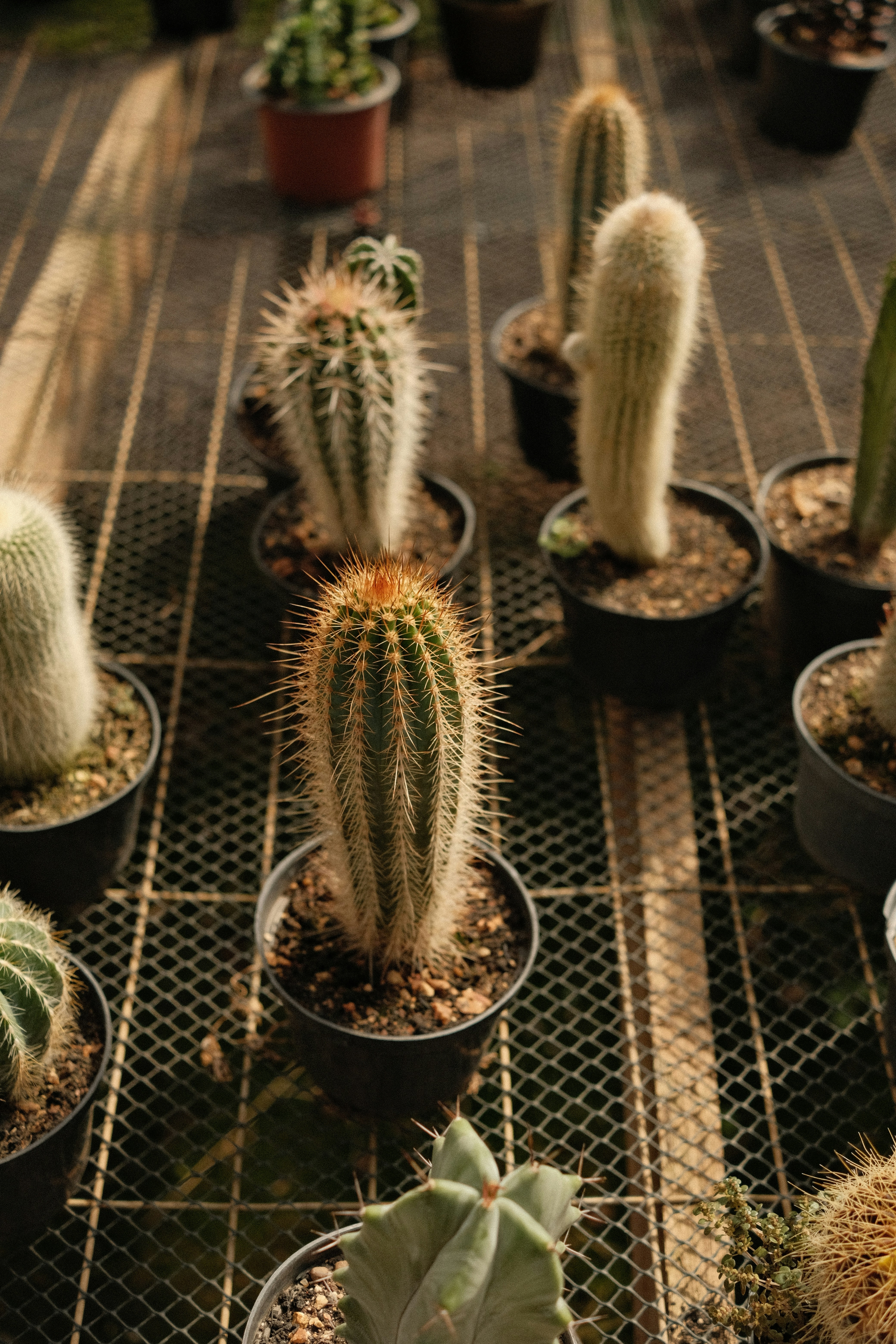 Cactos em pequenos vasos estão alinhados.
