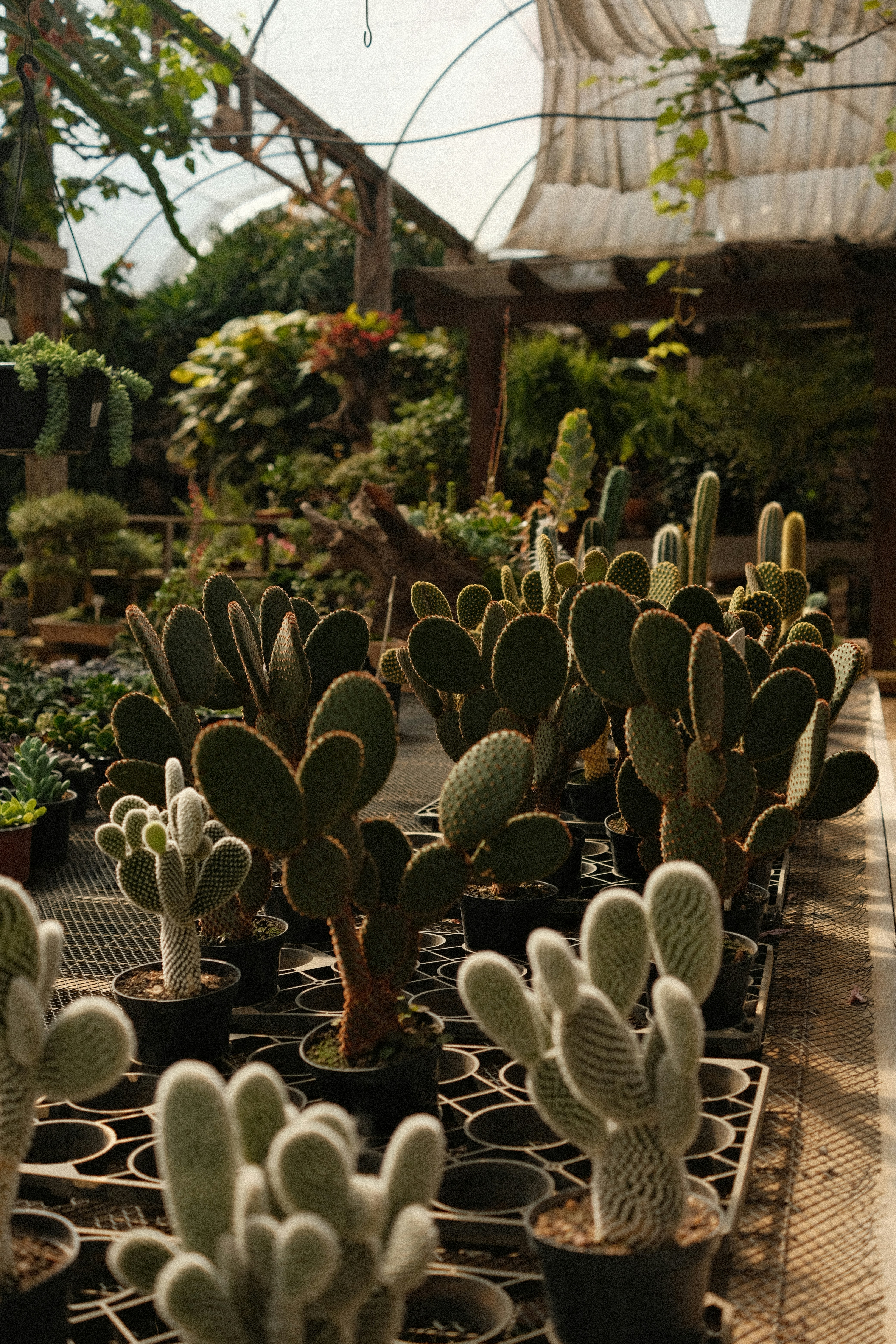Cactos e suculentas crescem em uma estufa brilhante.