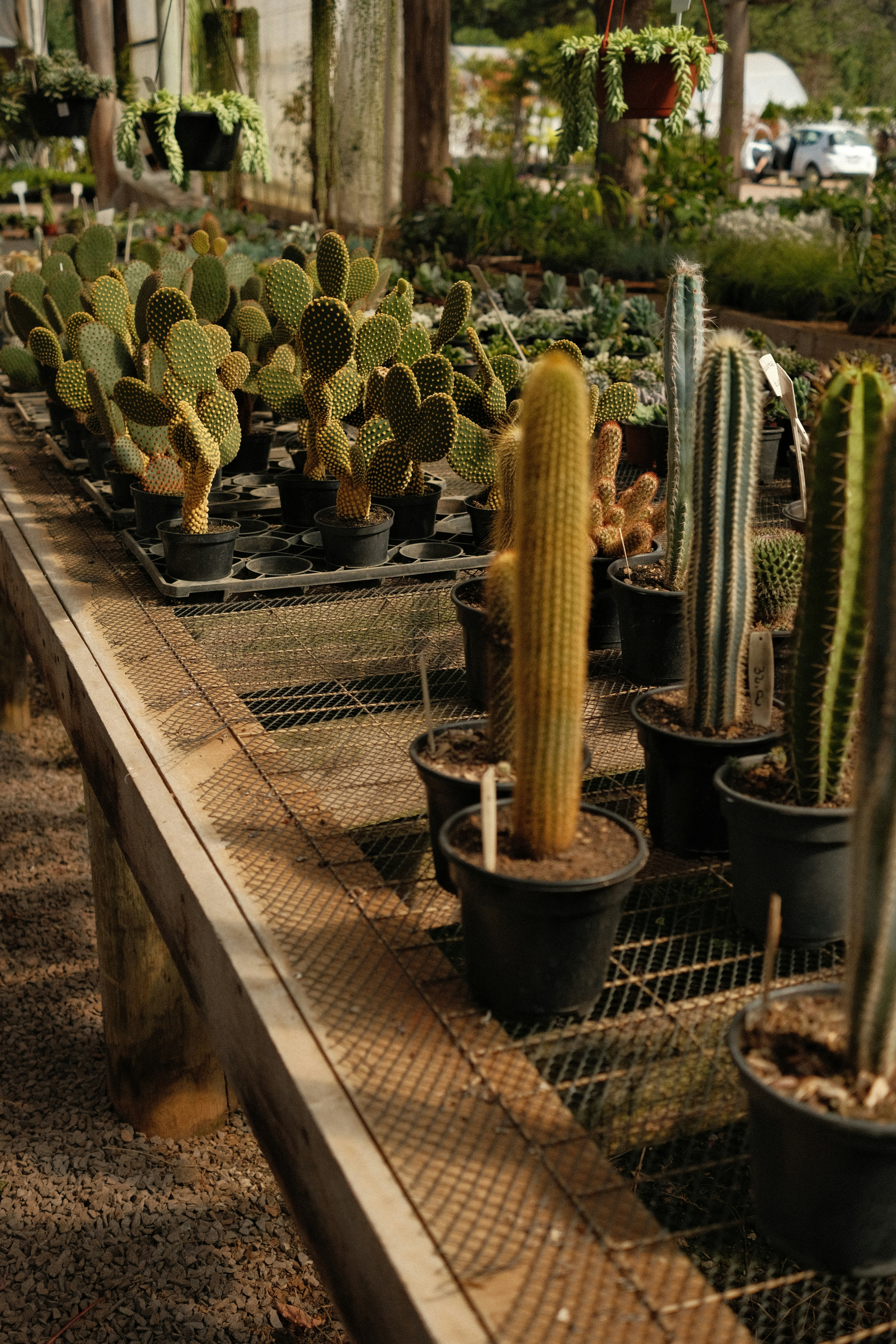 Cactos e outras plantas ficam em bancos de estufa.