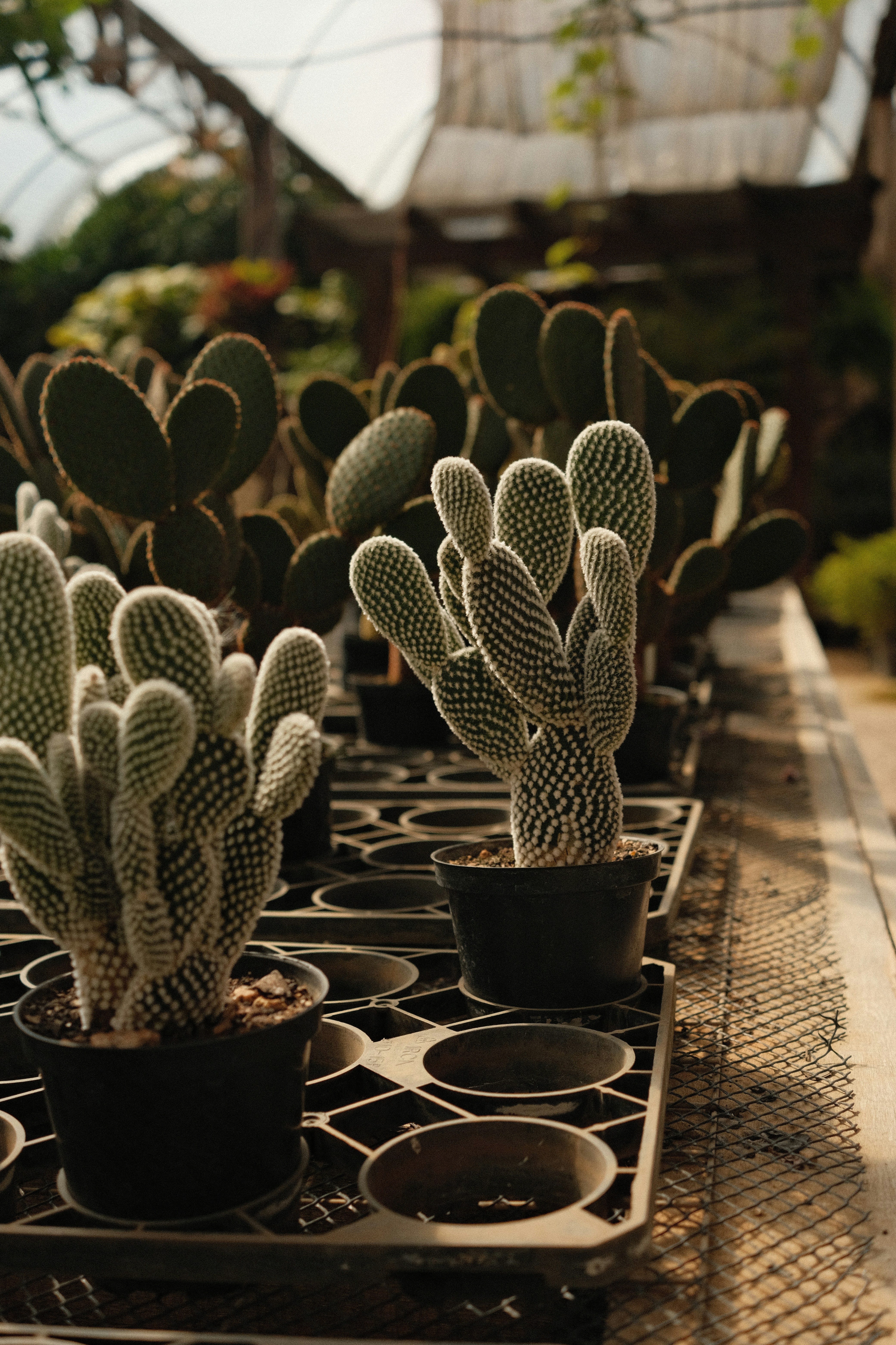 Cactos em vasos são vistos em uma estufa.