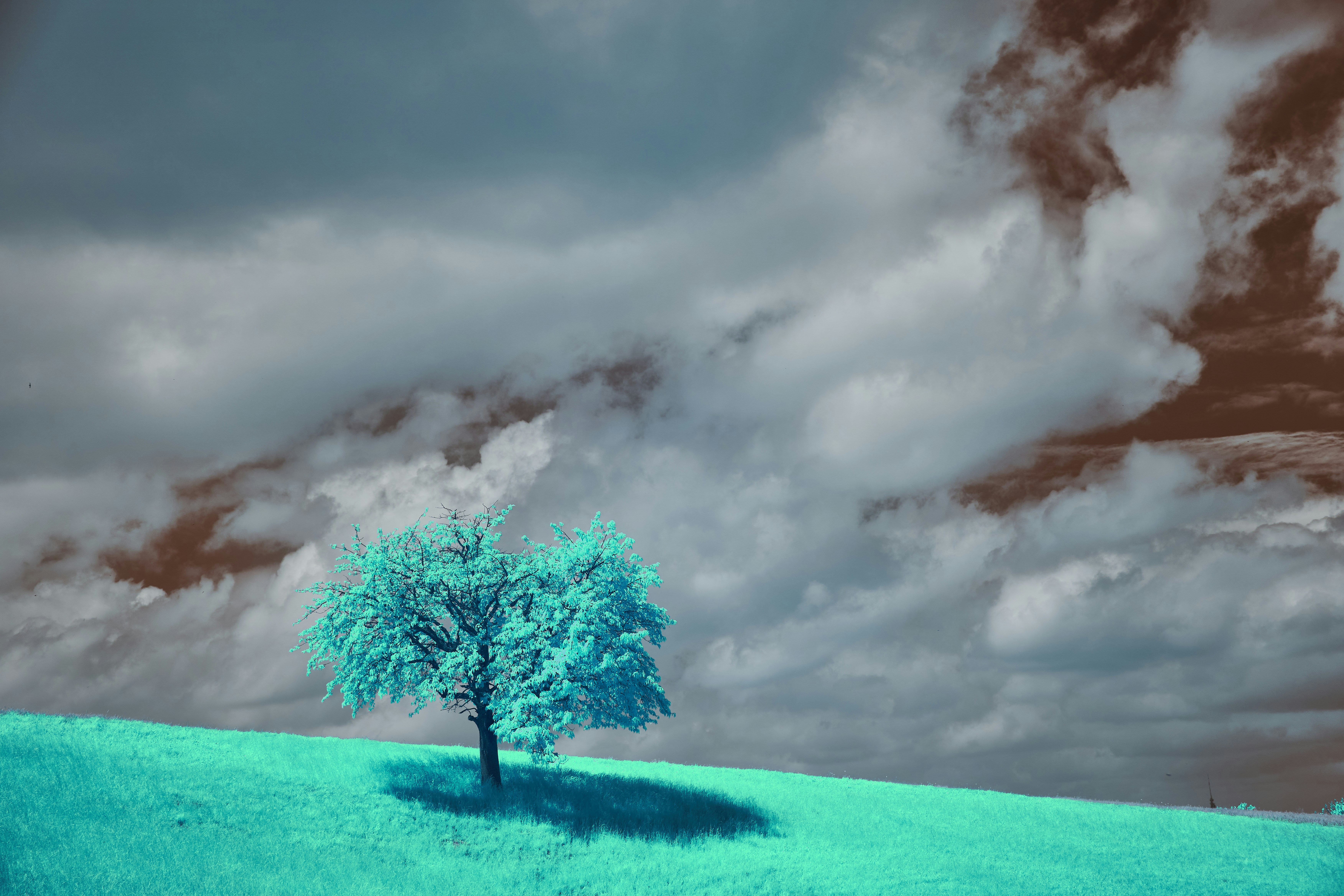 Photo by wolfgang_hasselmann