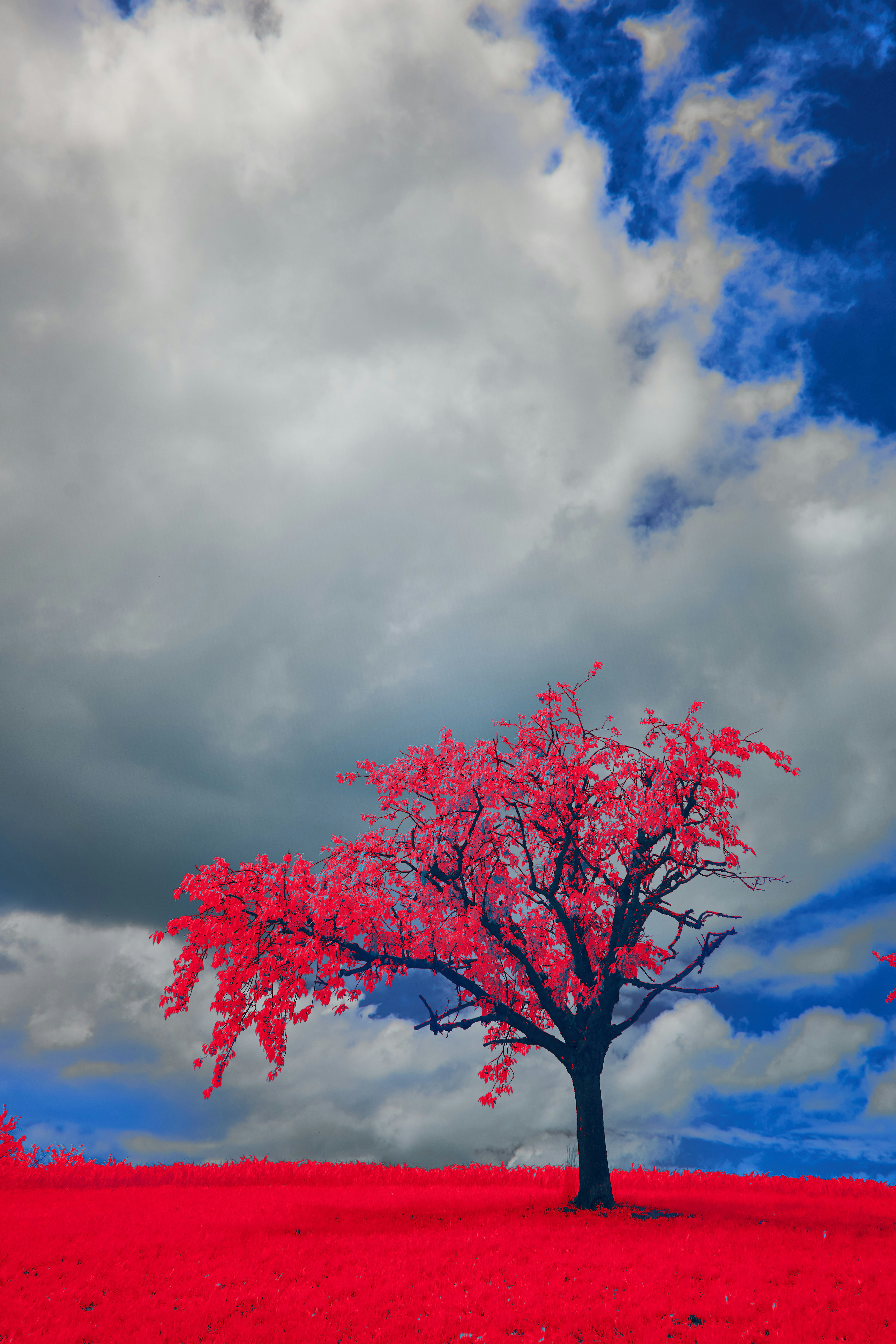 Photo by wolfgang_hasselmann