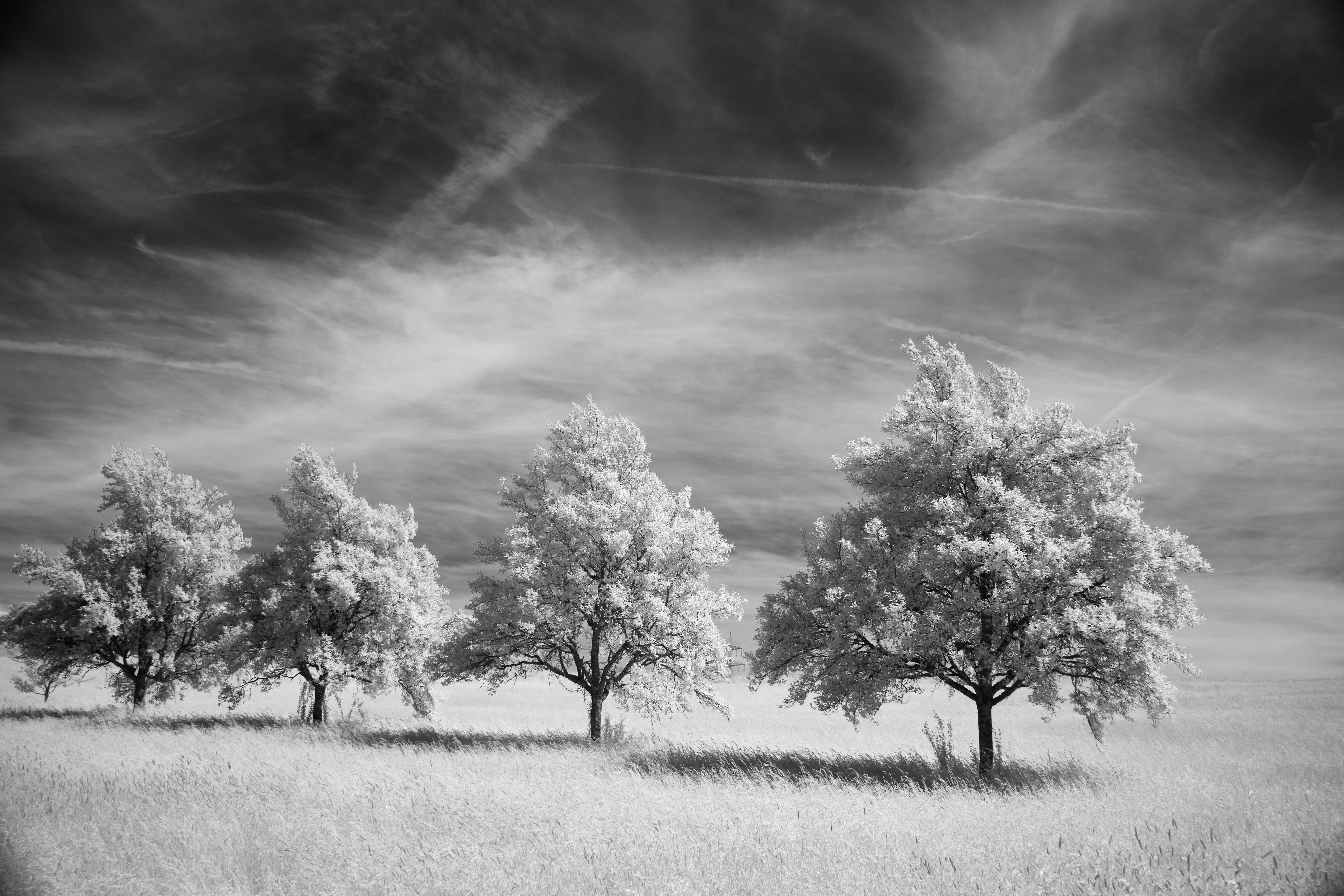 Photo by wolfgang_hasselmann