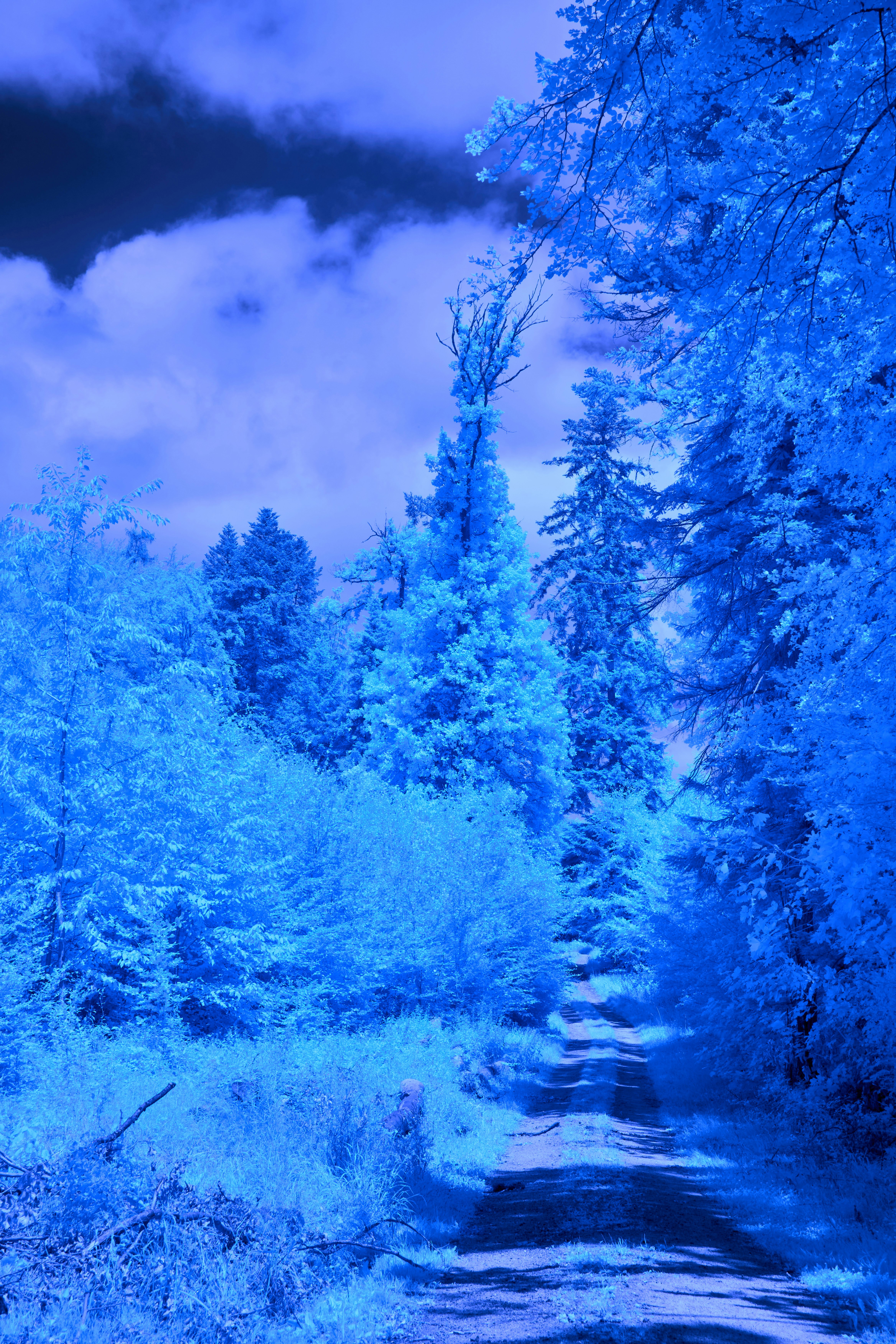 Photo by wolfgang_hasselmann