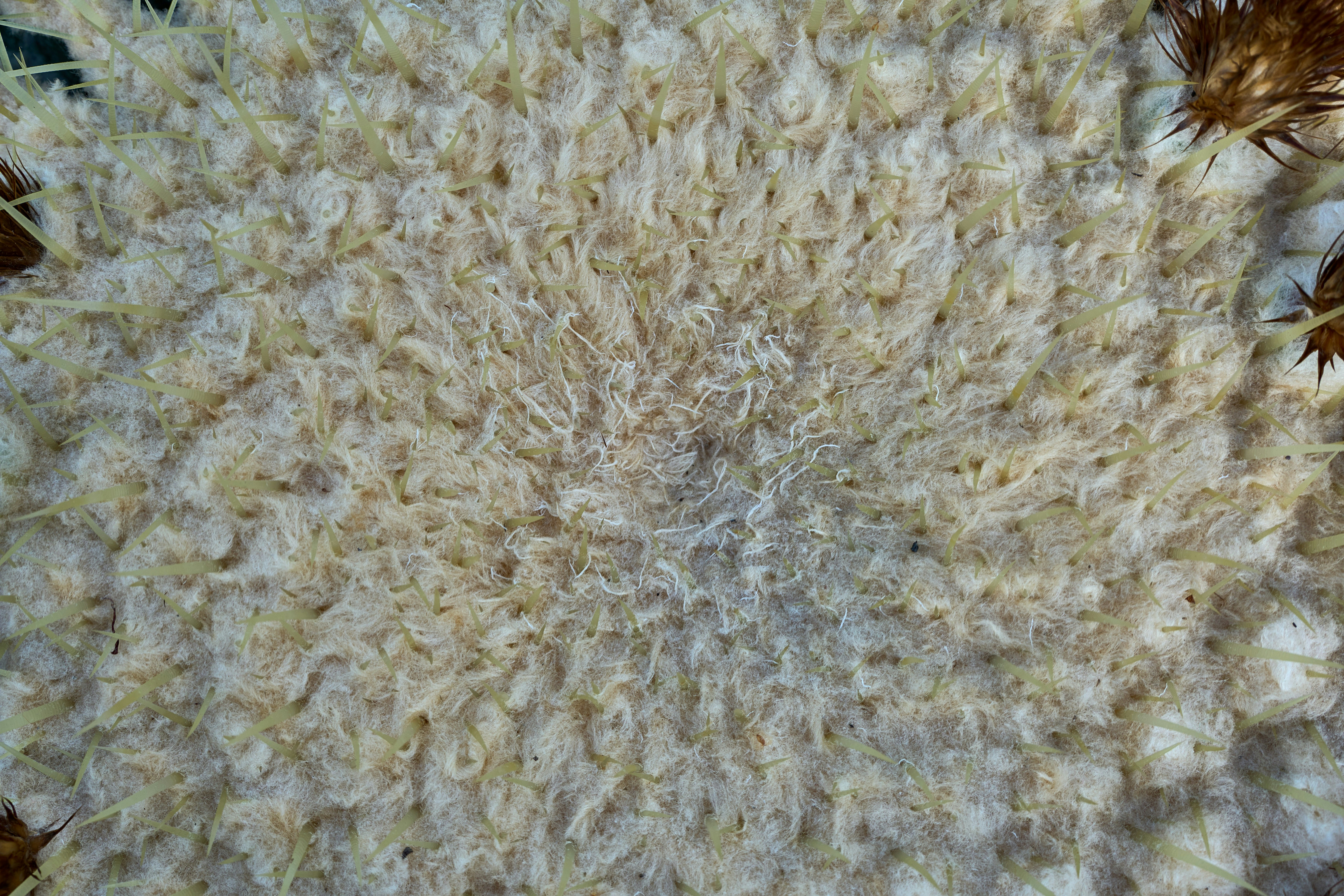 Artisan raffia texture