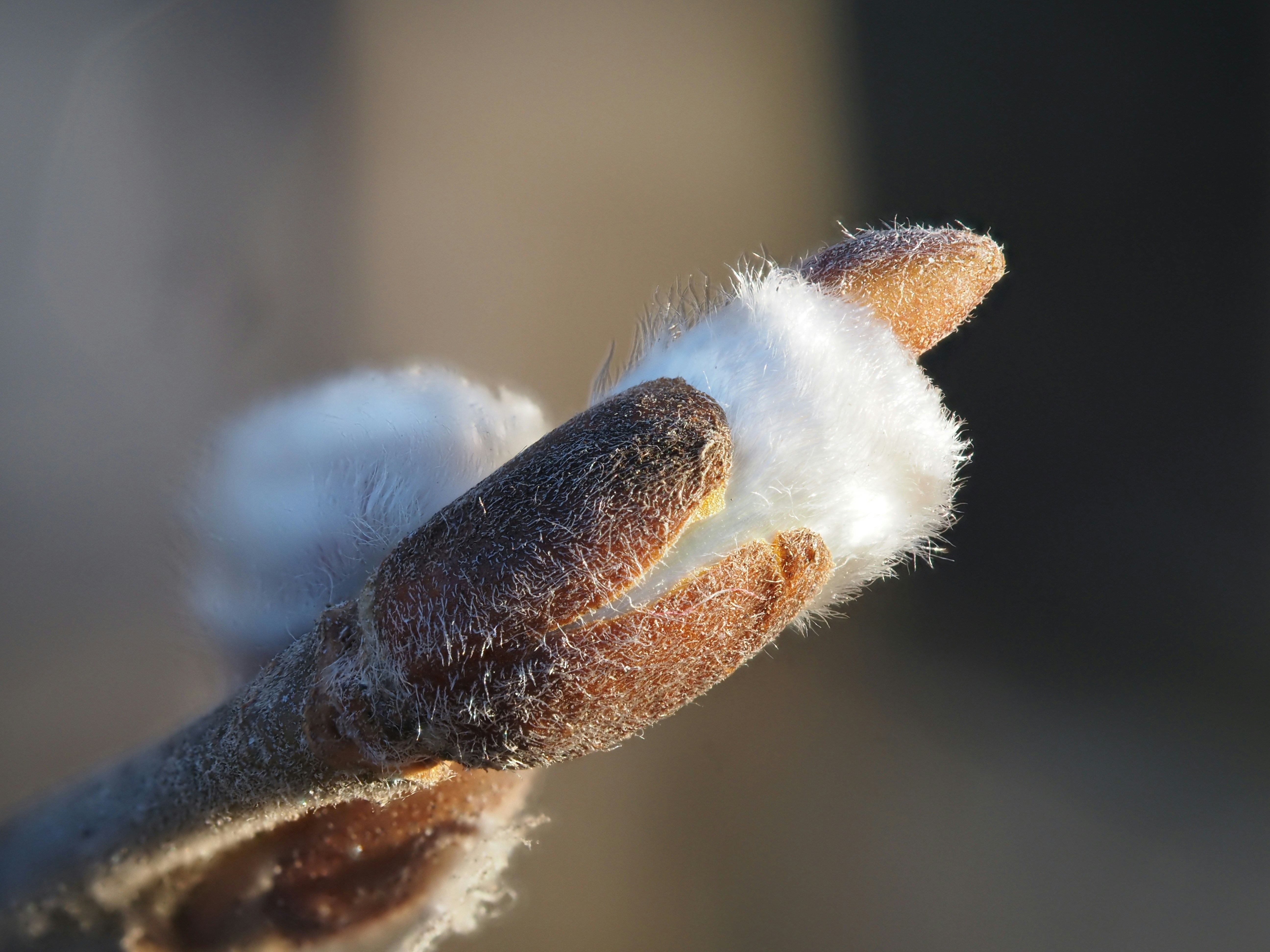 Pussy willows display fluffy white buds on a twig.