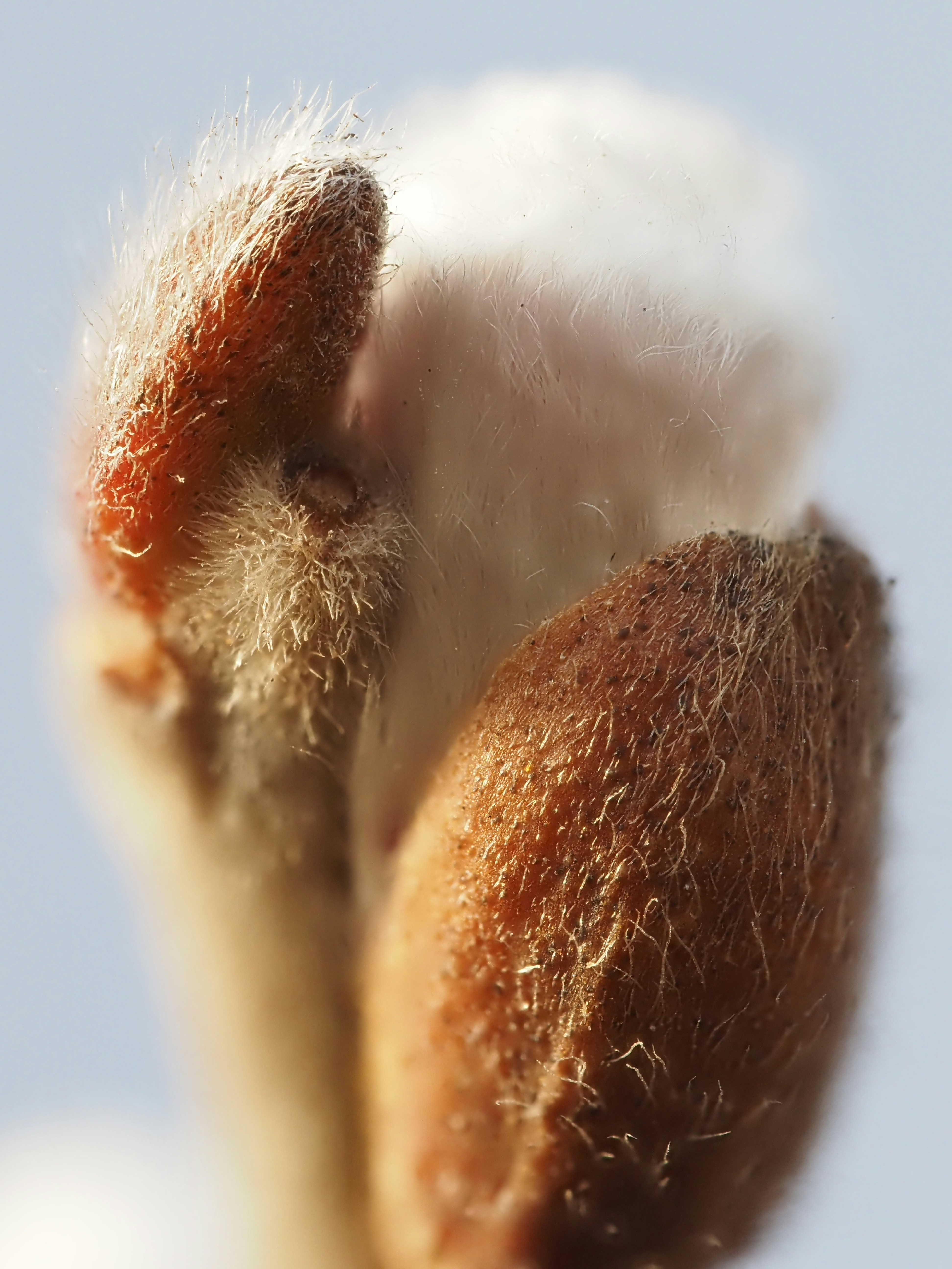 Fluffy buds are ready to bloom in the springtime.