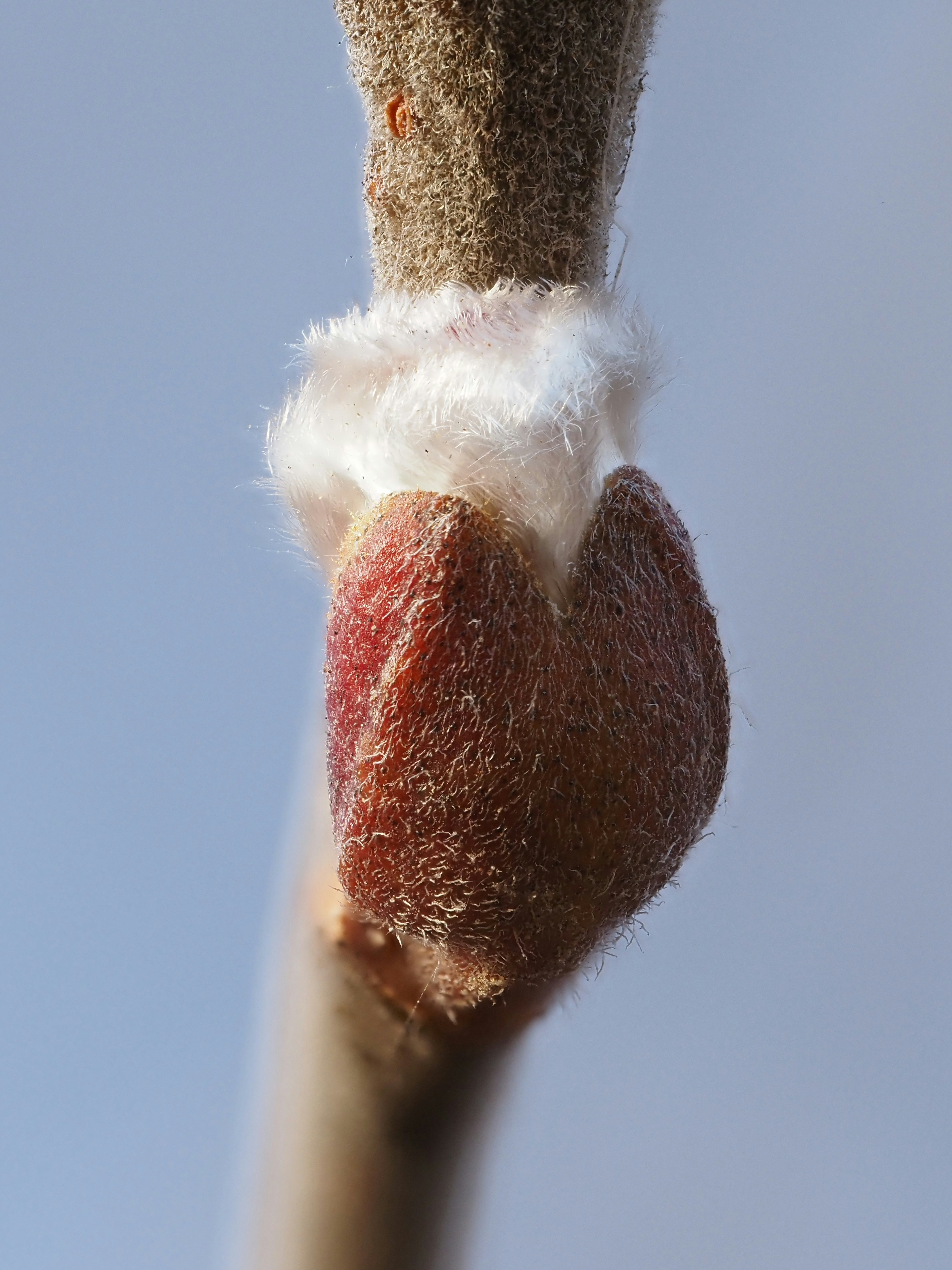A bud ready to bloom in springtime.