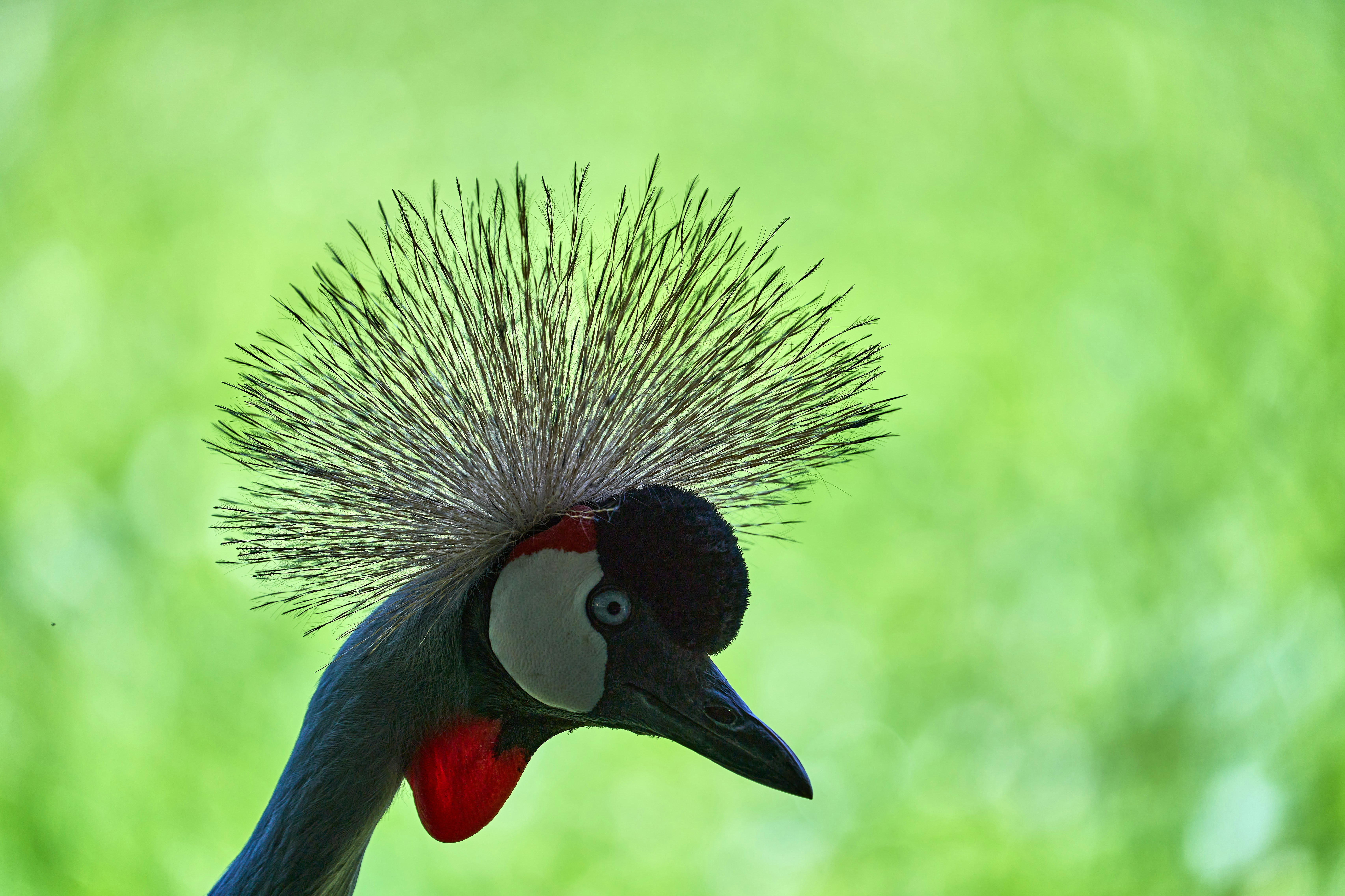 Photo by wolfgang_hasselmann