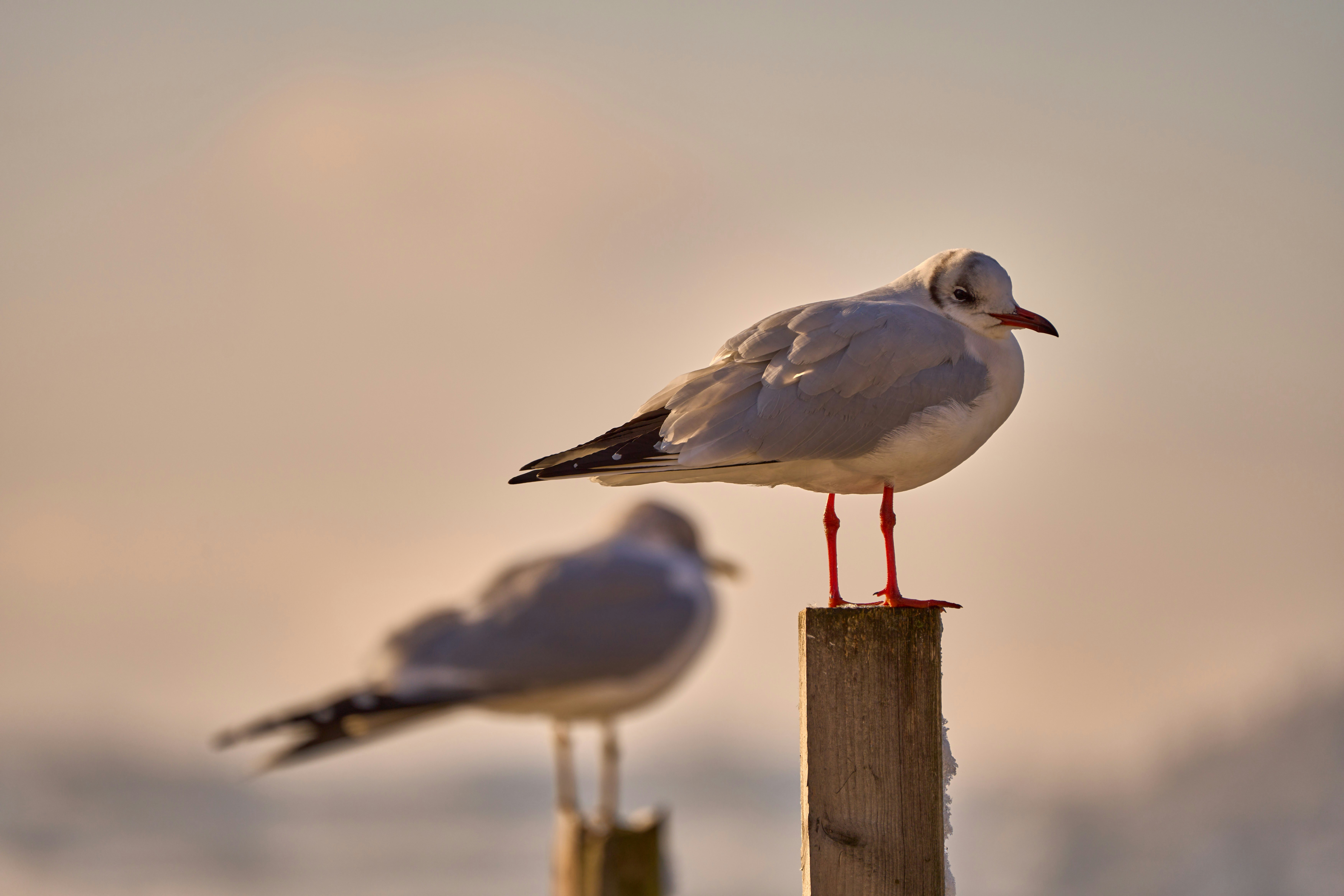 Photo by wolfgang_hasselmann