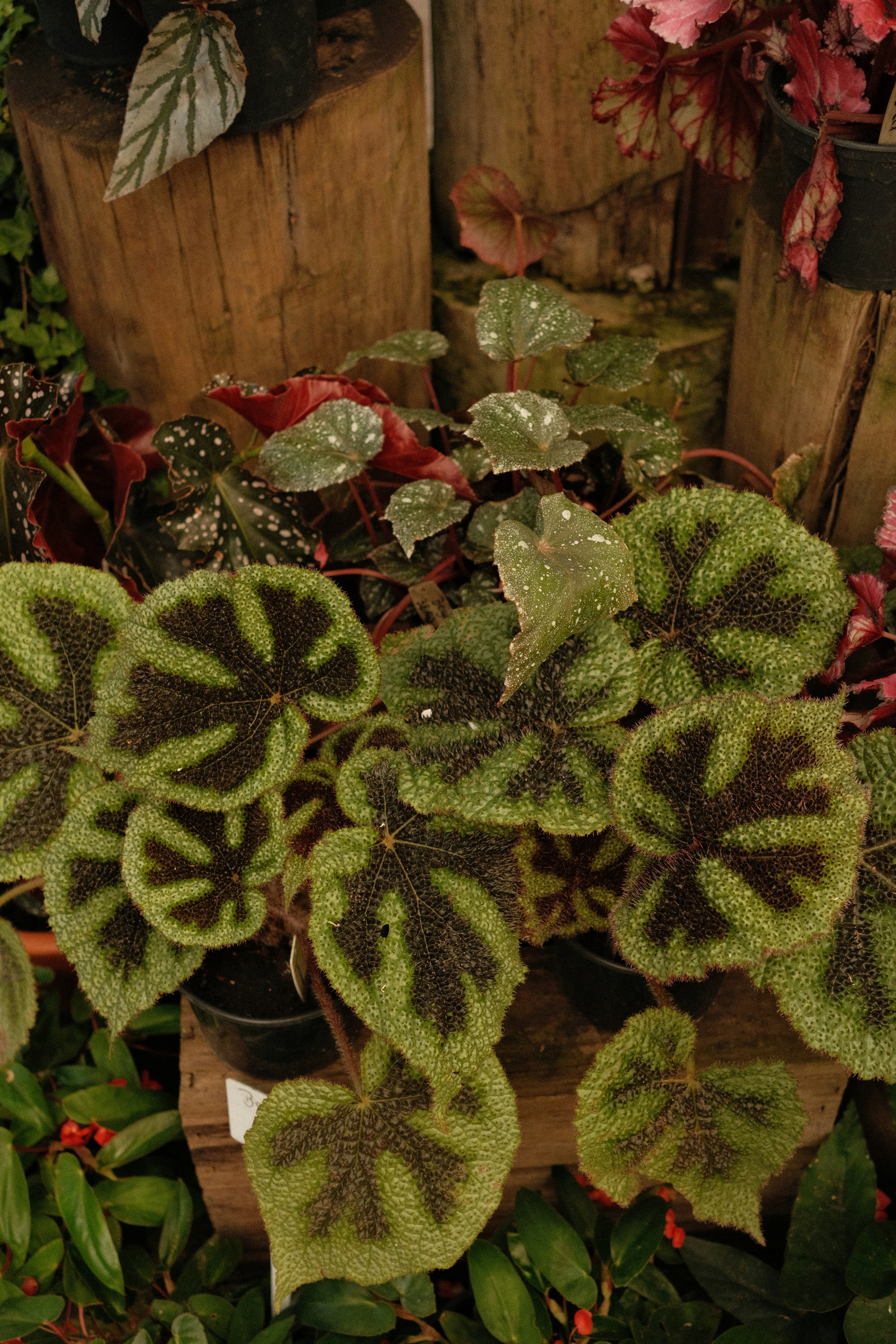 Beautiful begonia plants are on display