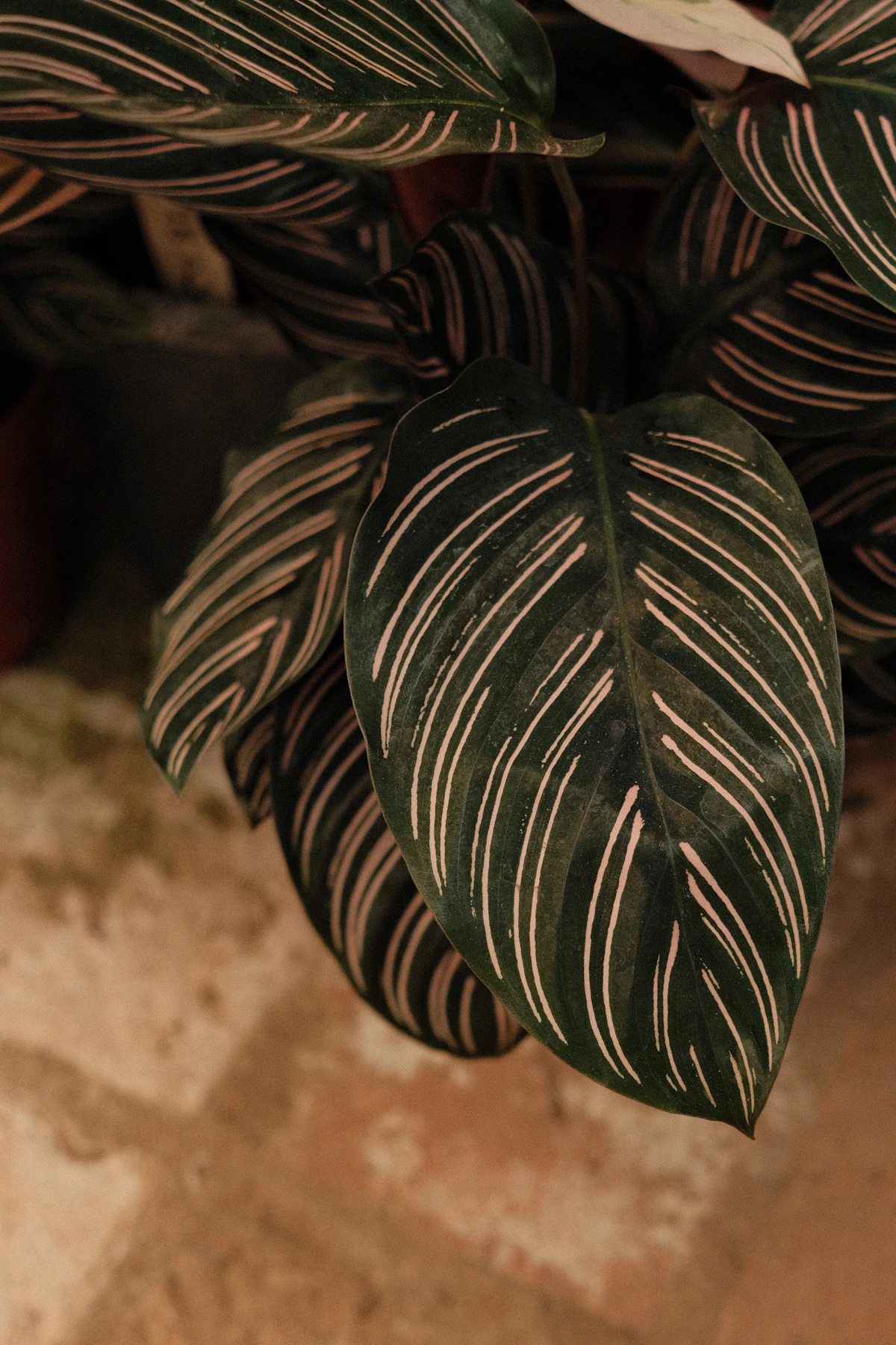 Calathea Orbifolia