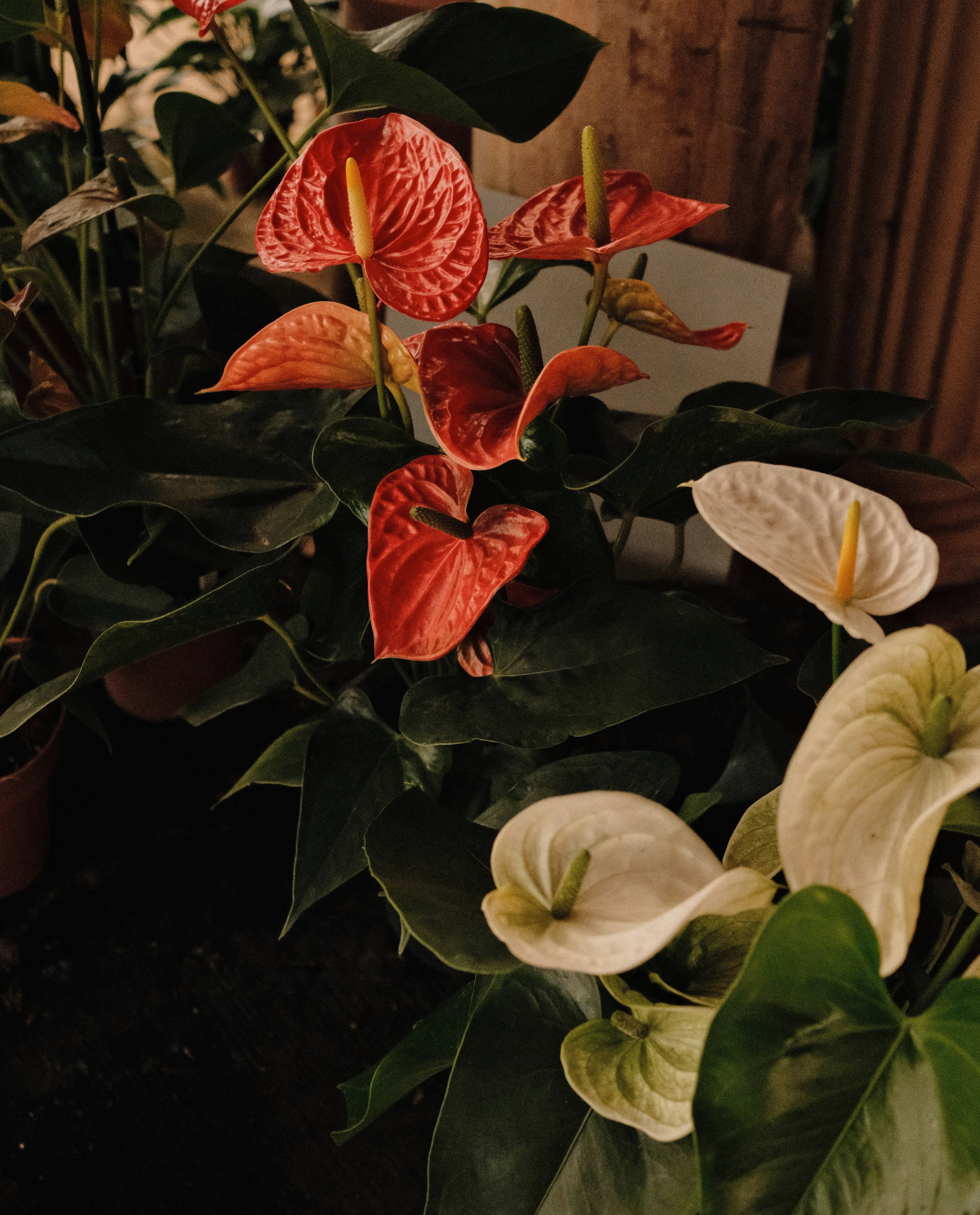 Lindas flores de antúrio vermelho e branco estão florescendo.
