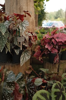 Various begonia plants for sale in pots.