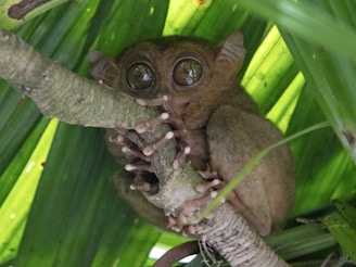 A big-eyed tarsier perches in a tree.