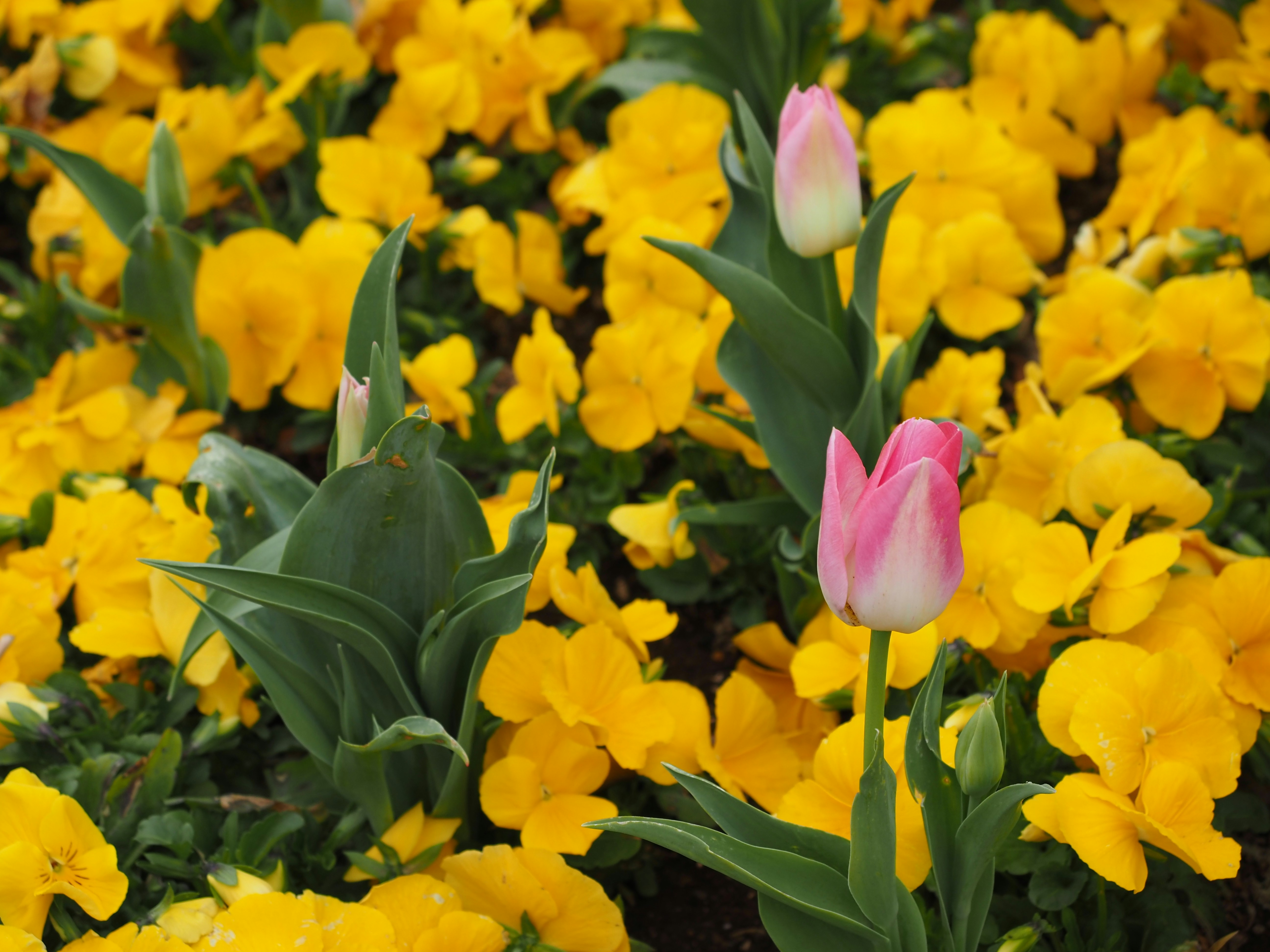 Pink tulips blooming amongst yellow flowers.
