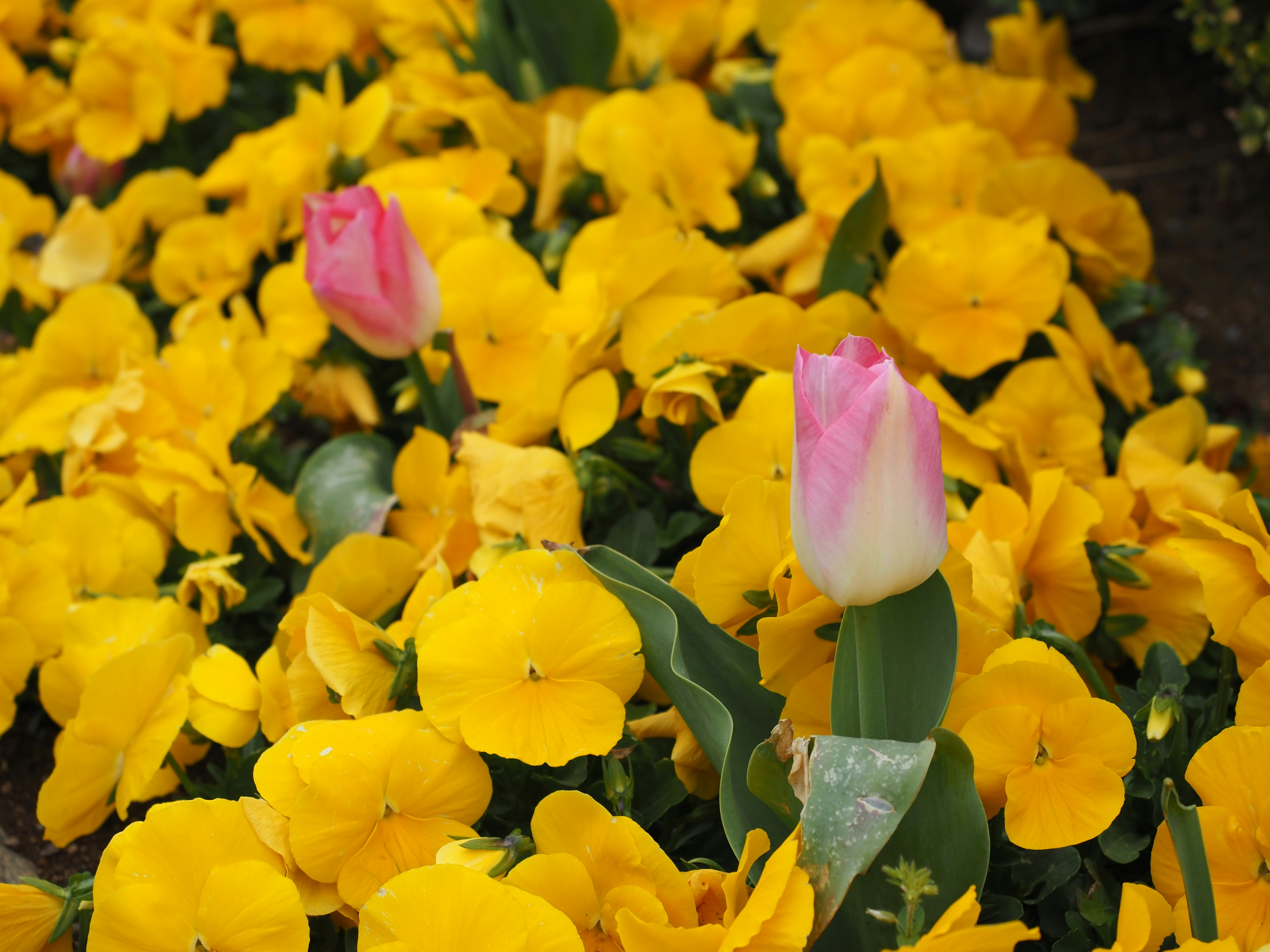 Pink tulips and yellow flowers make a vibrant display.