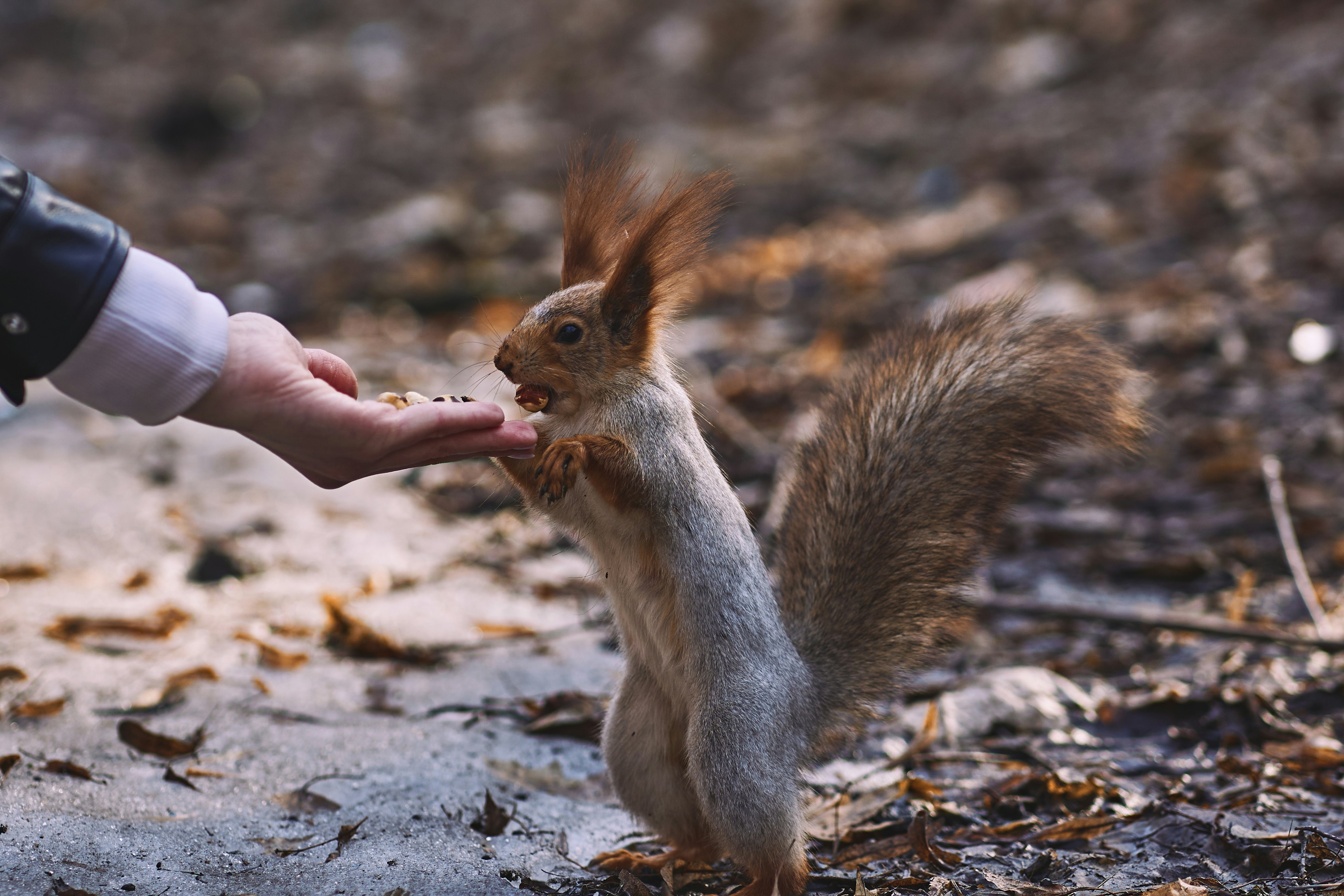 Increase submission quality to raise income