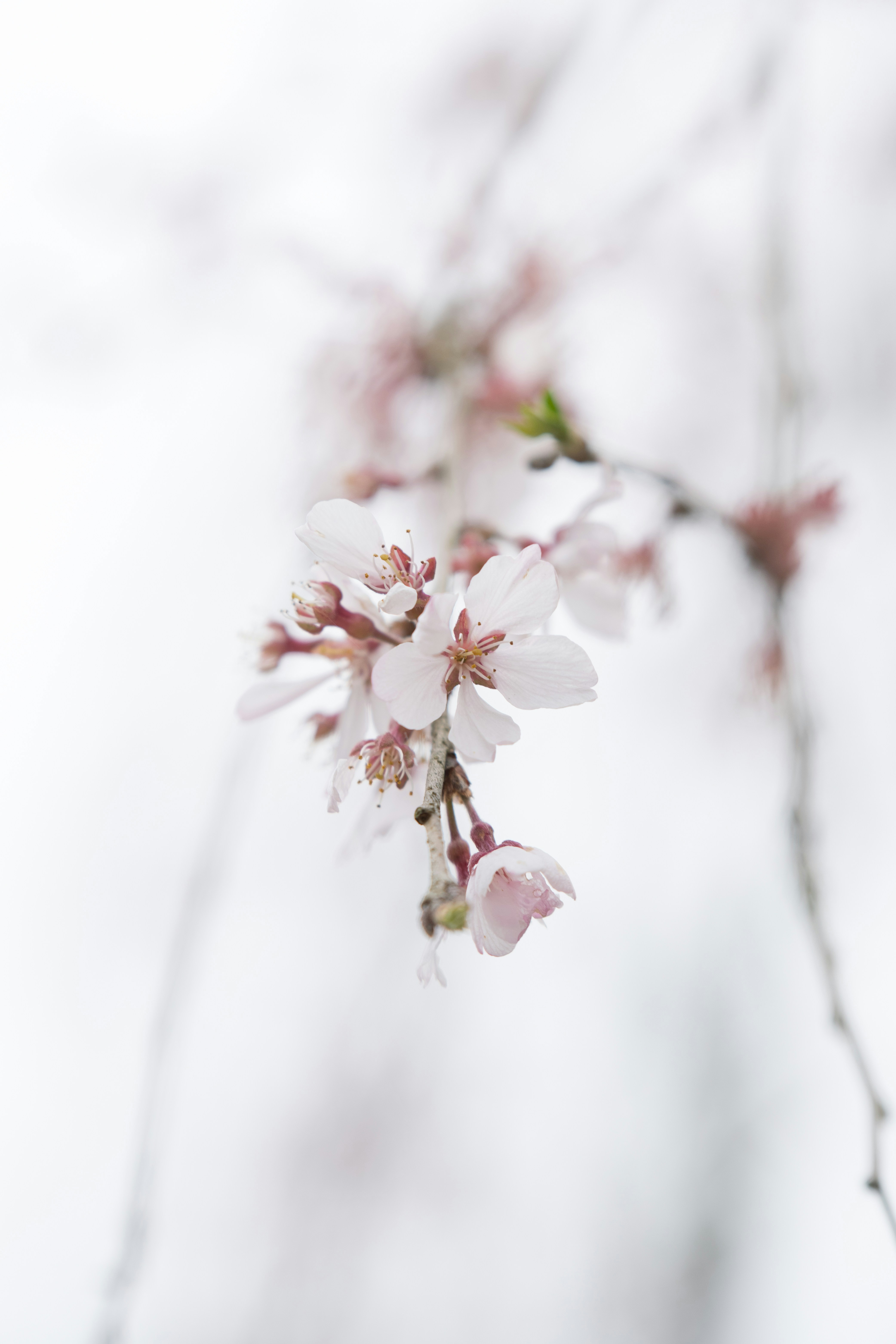 Delicate cherry blossoms bloom against a soft background.