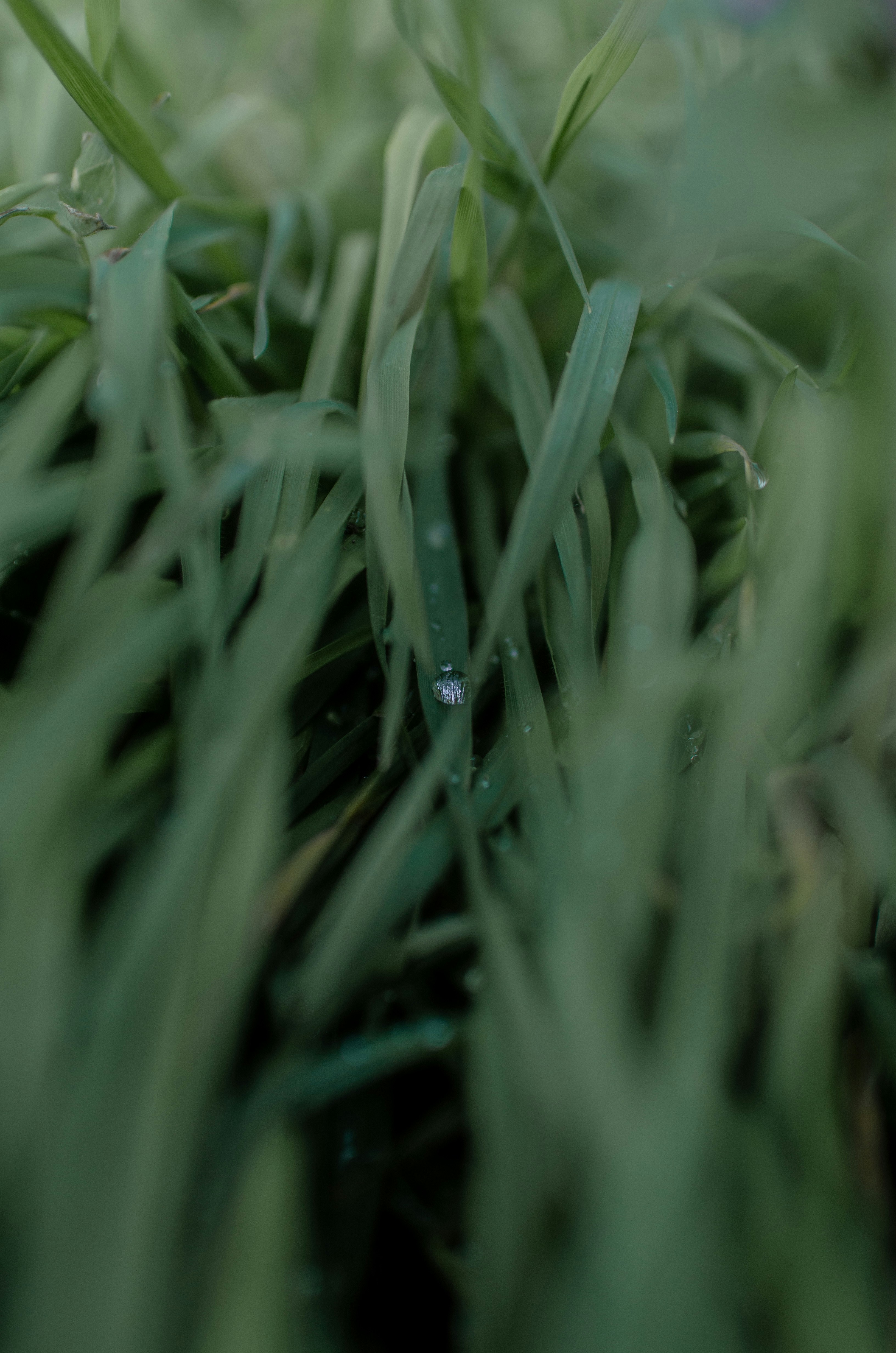 Foto Tetesan embun berkilauan di bilah rumput hijau subur. – Gambar ...