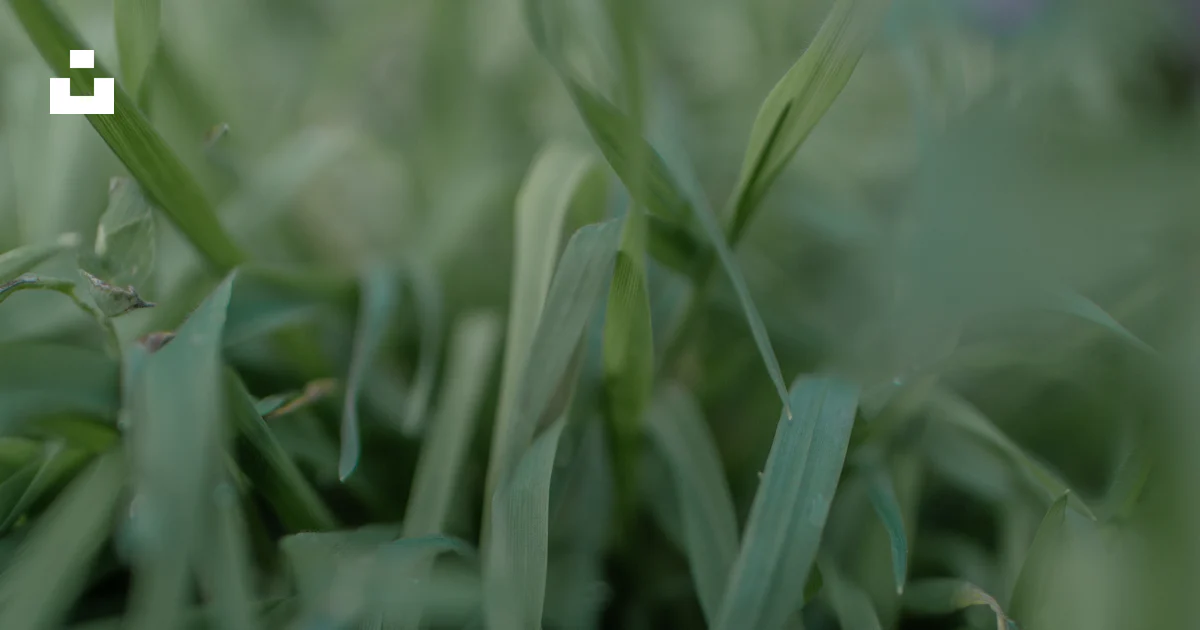Foto Tetesan embun berkilauan di bilah rumput hijau subur. – Gambar ...