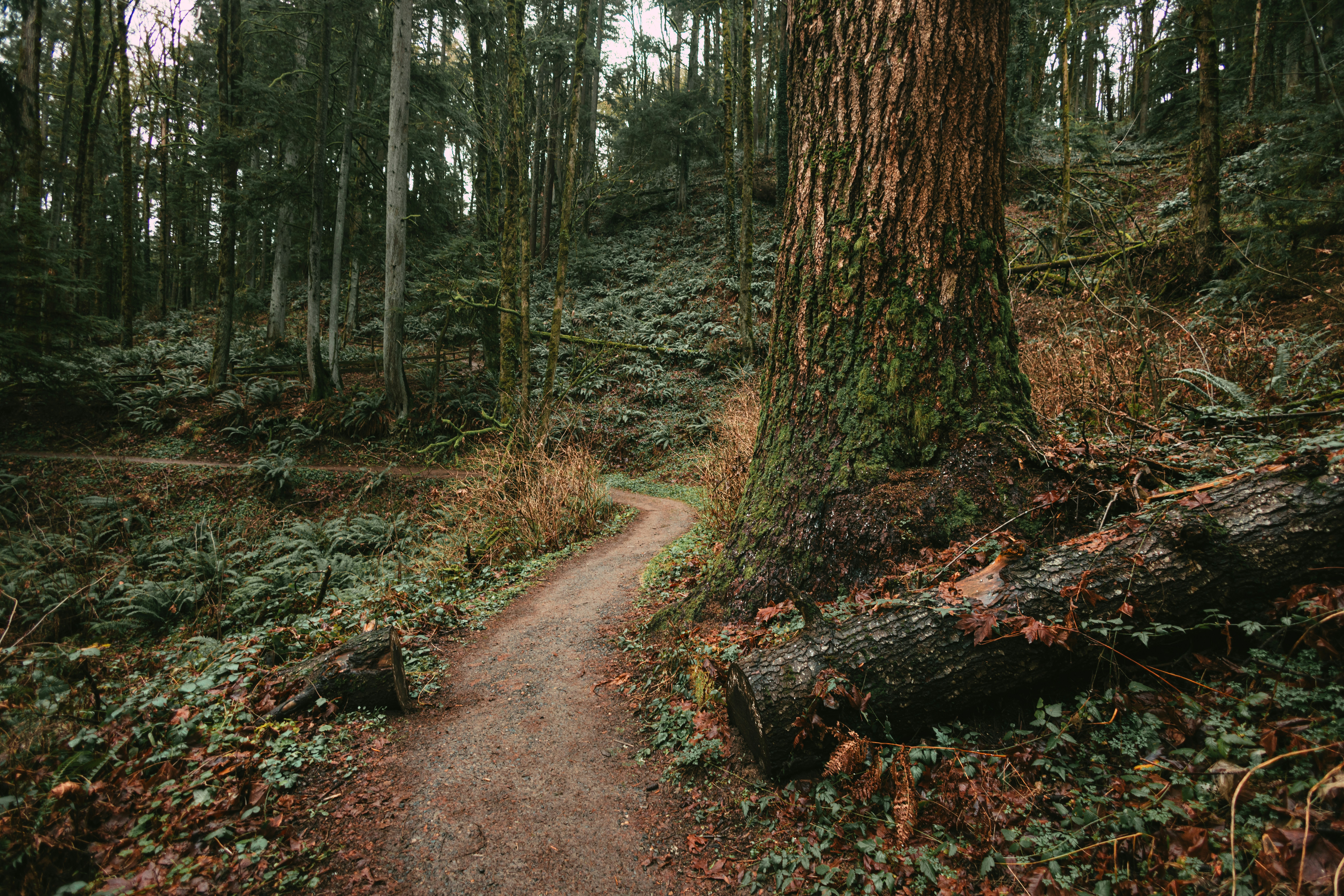 Brașov vs. Reșița – Cine redefinește relația dintre urban și natură?