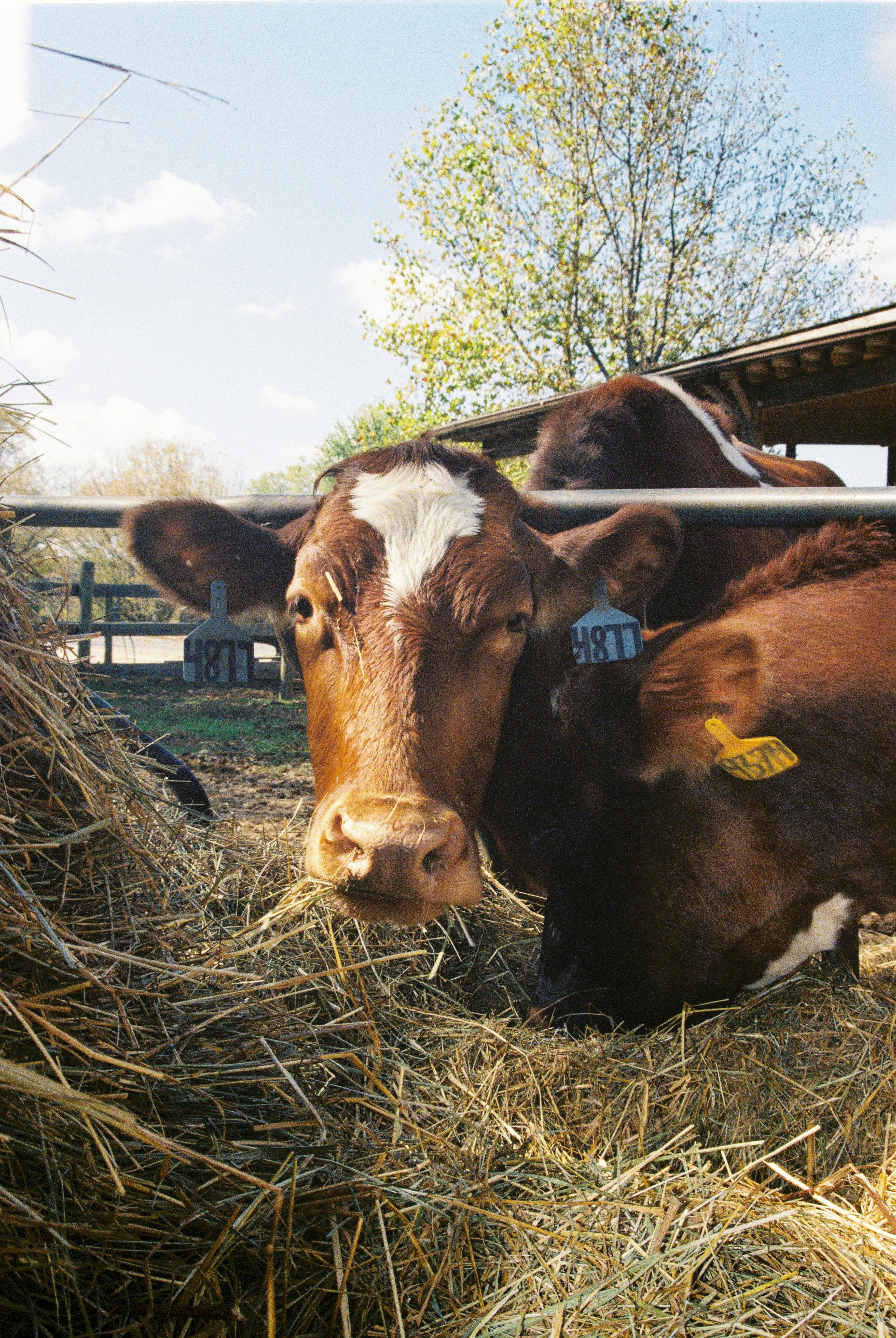 Cows are eating hay in a sunny outdoor pen.