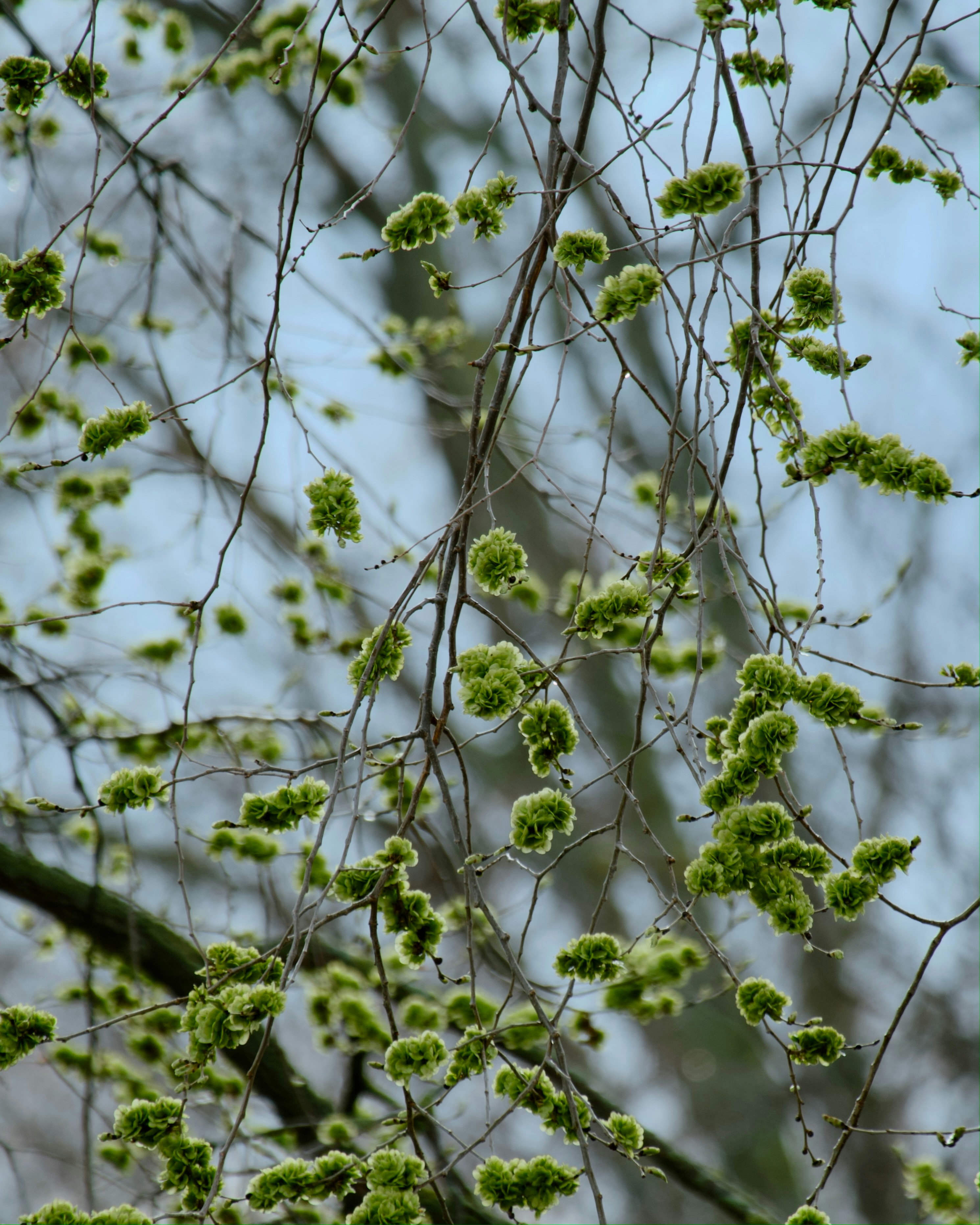 Äste mit grünen Knospen erscheinen.