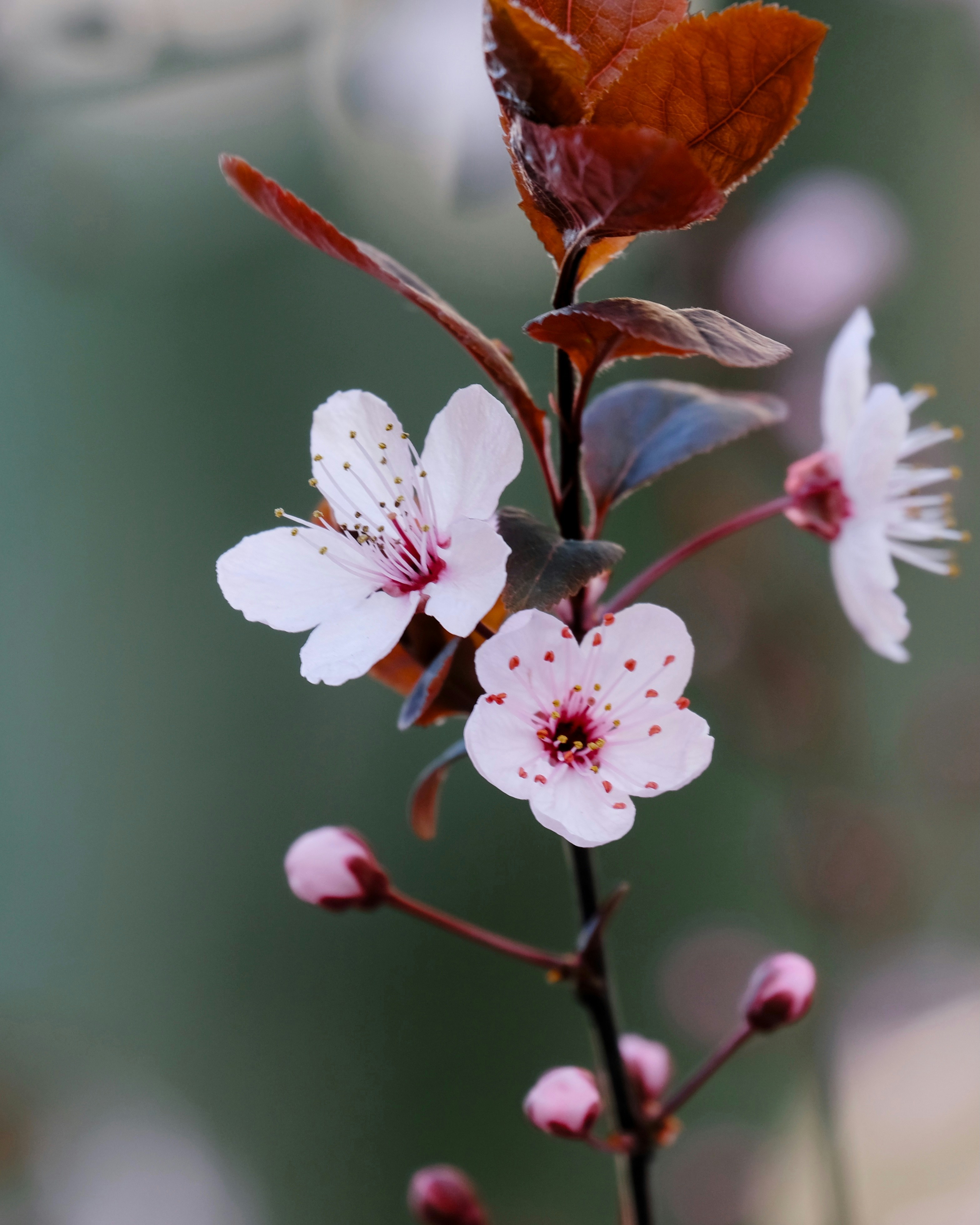Zartrosa Blüten blühen an einem Ast.