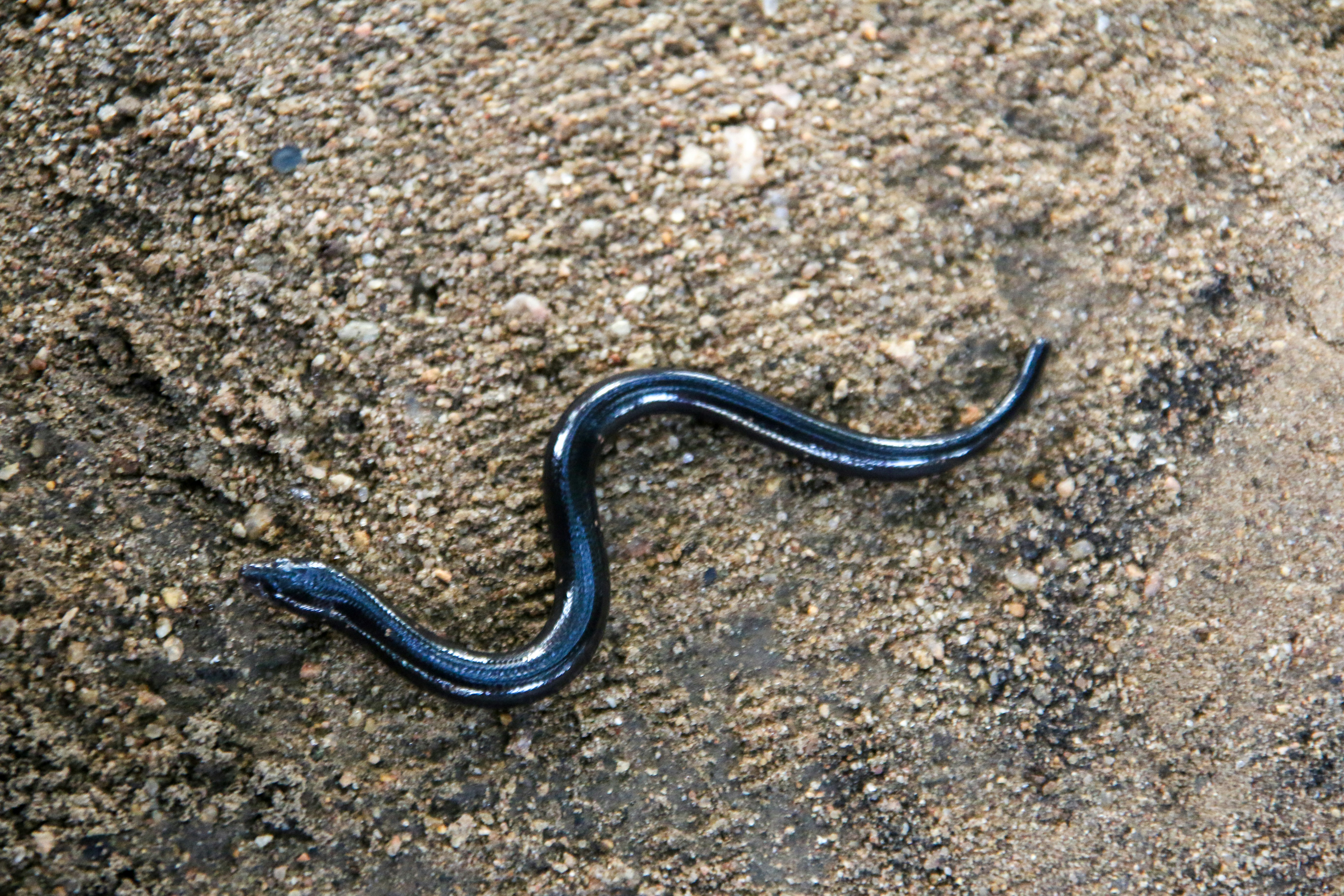 Hippopotamus amphibius - Wikipedia, image size:3000x2000