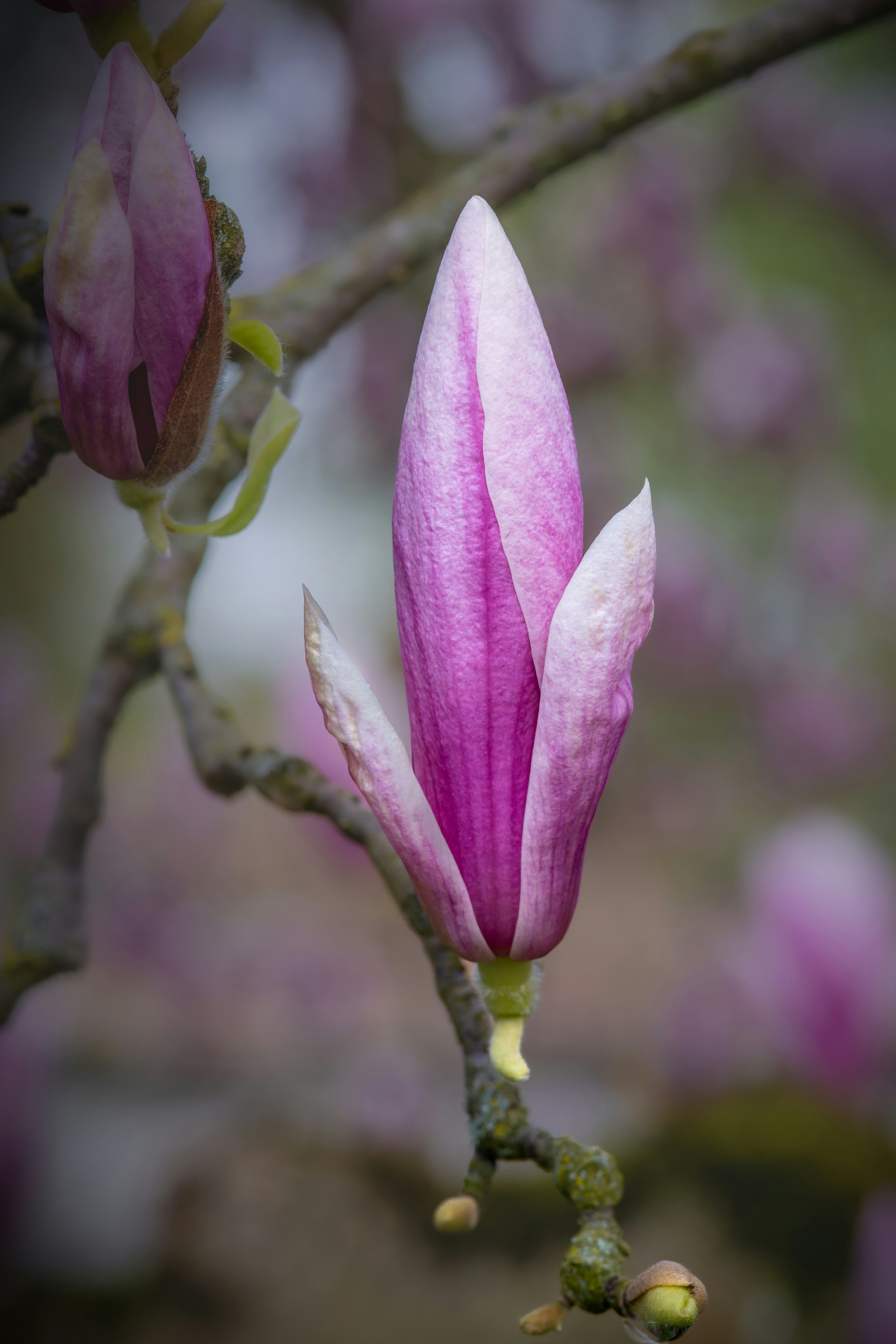 Magnolia flower bud about to bloom.