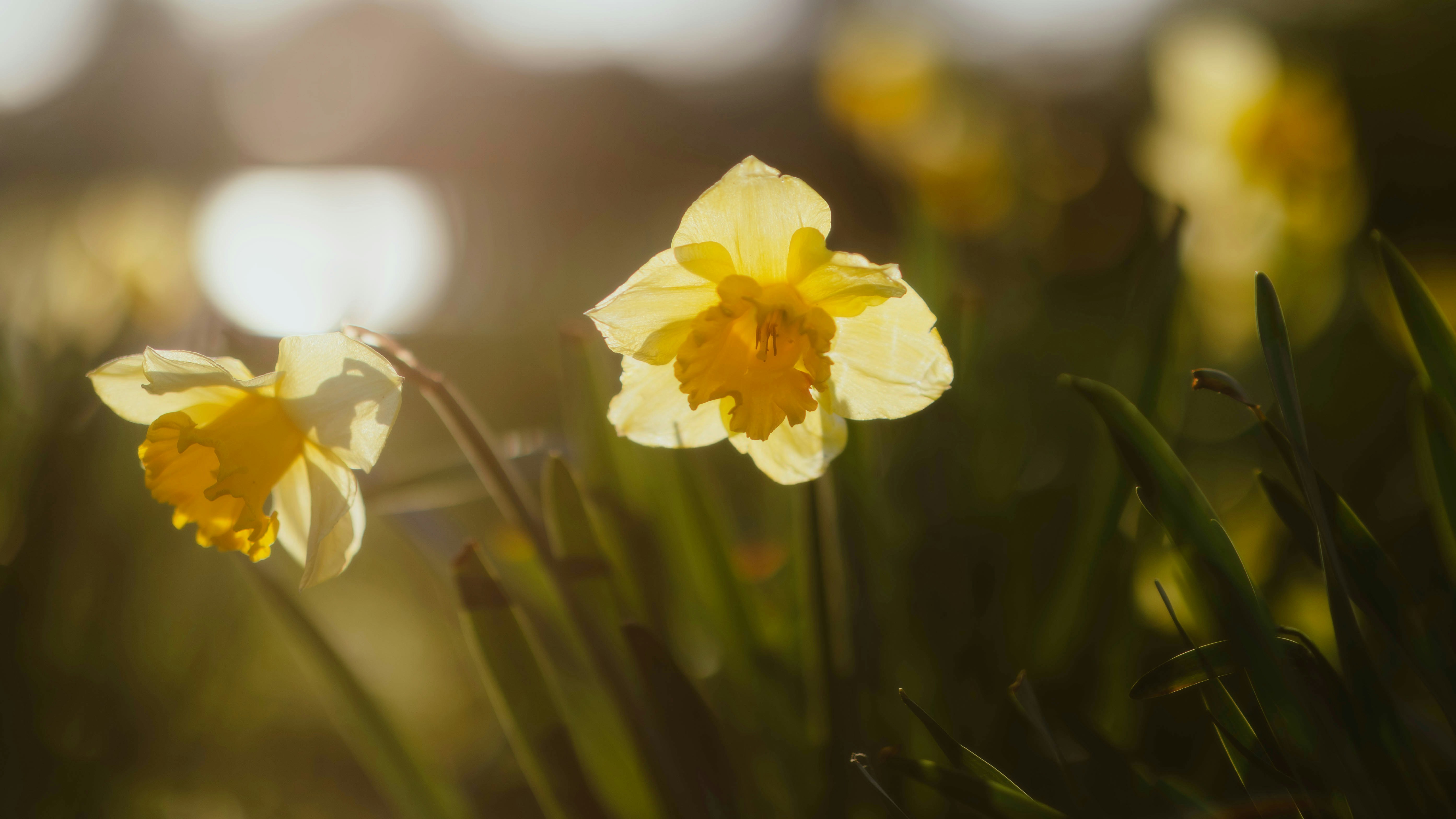 Photo by alingavriliuc