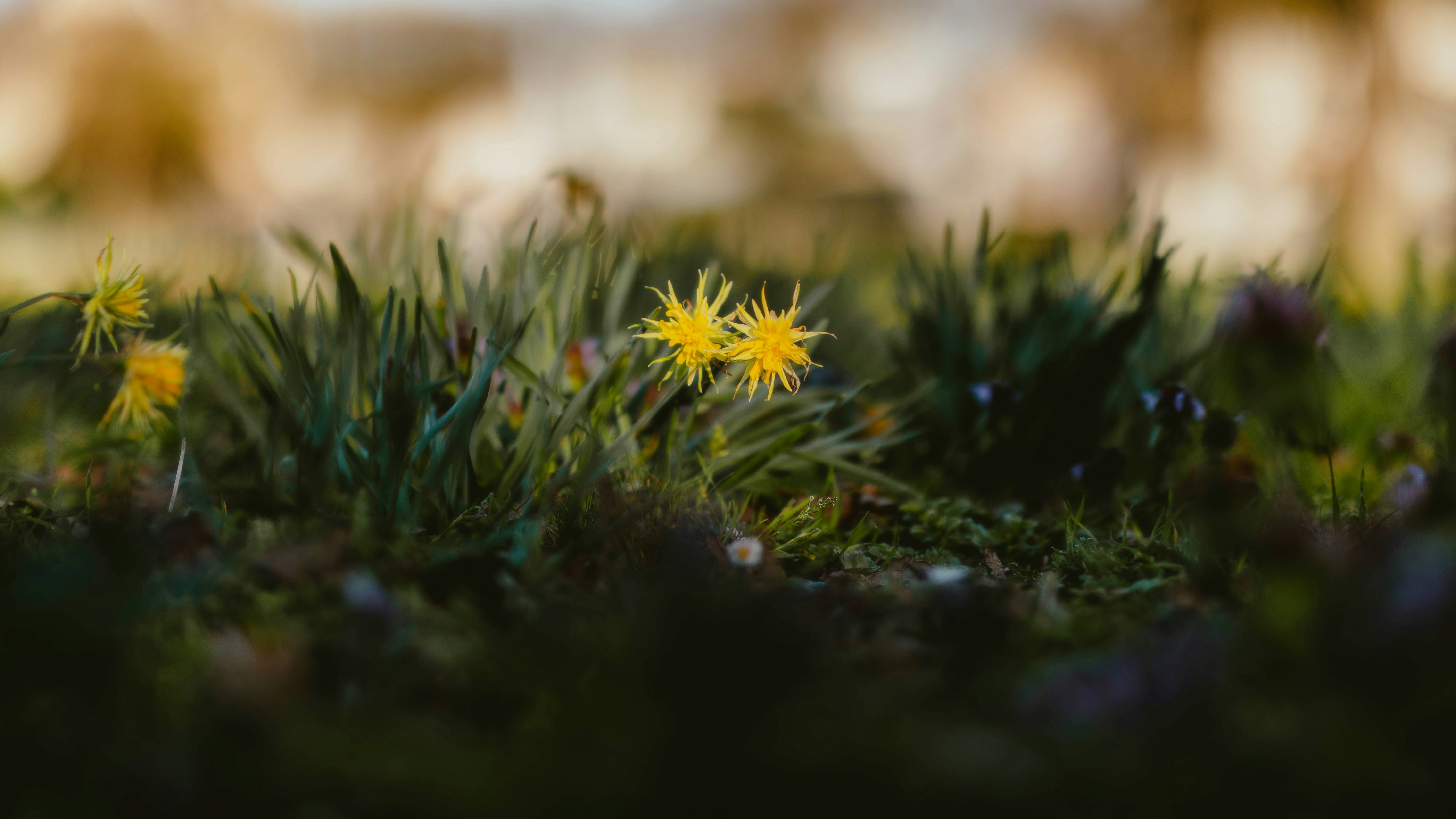 Photo by alingavriliuc