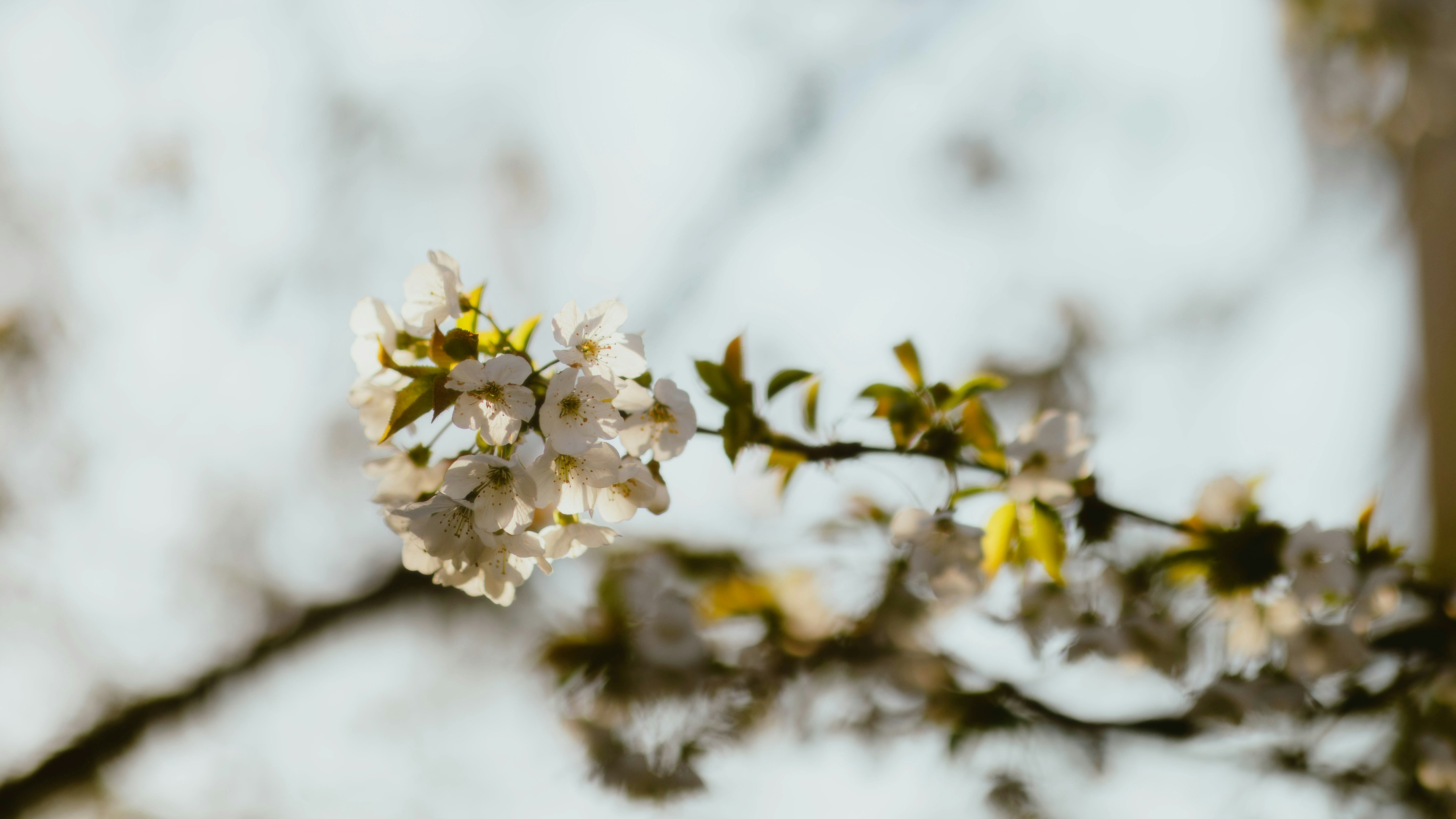 Photo by alingavriliuc