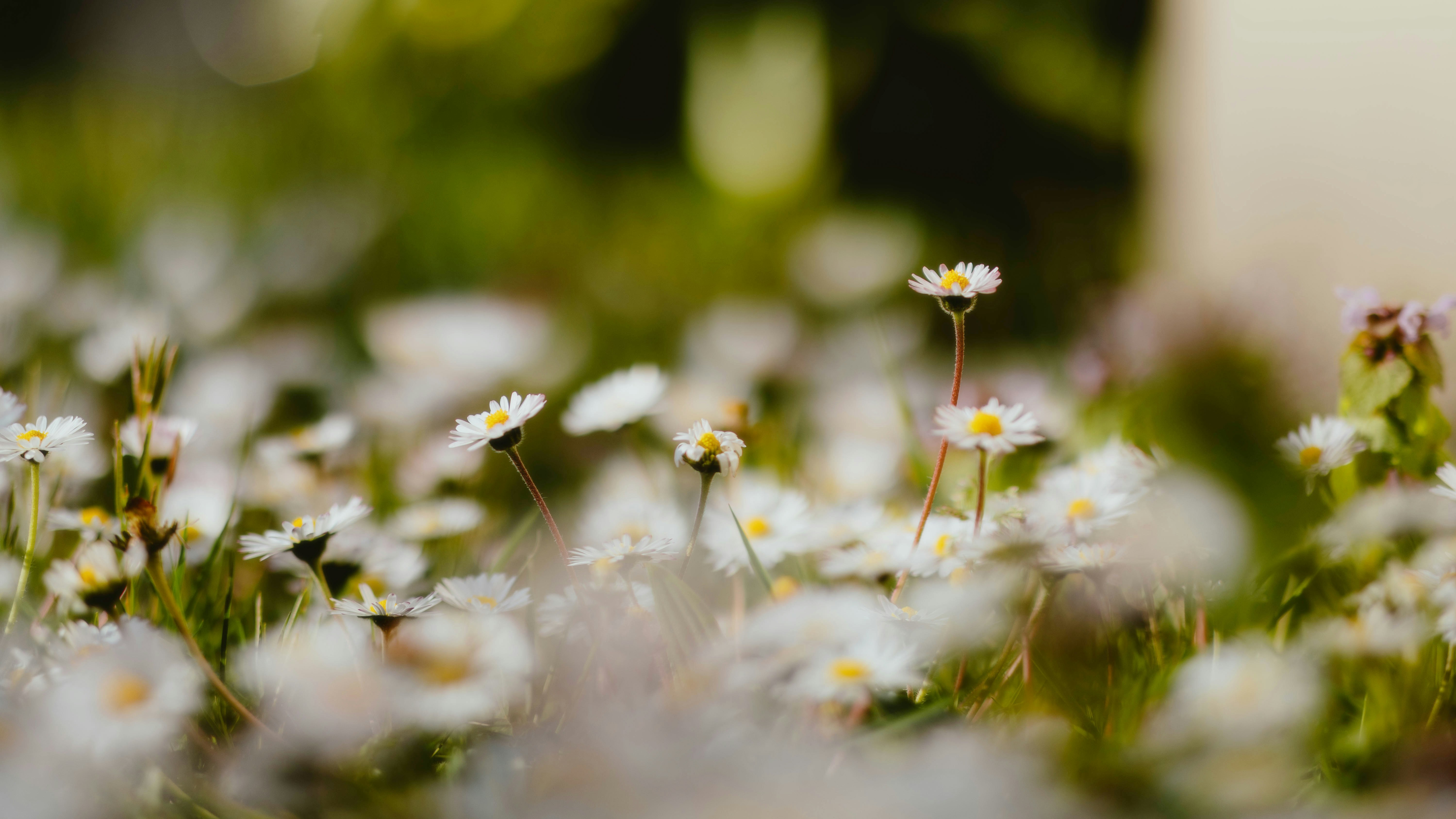 Photo by alingavriliuc