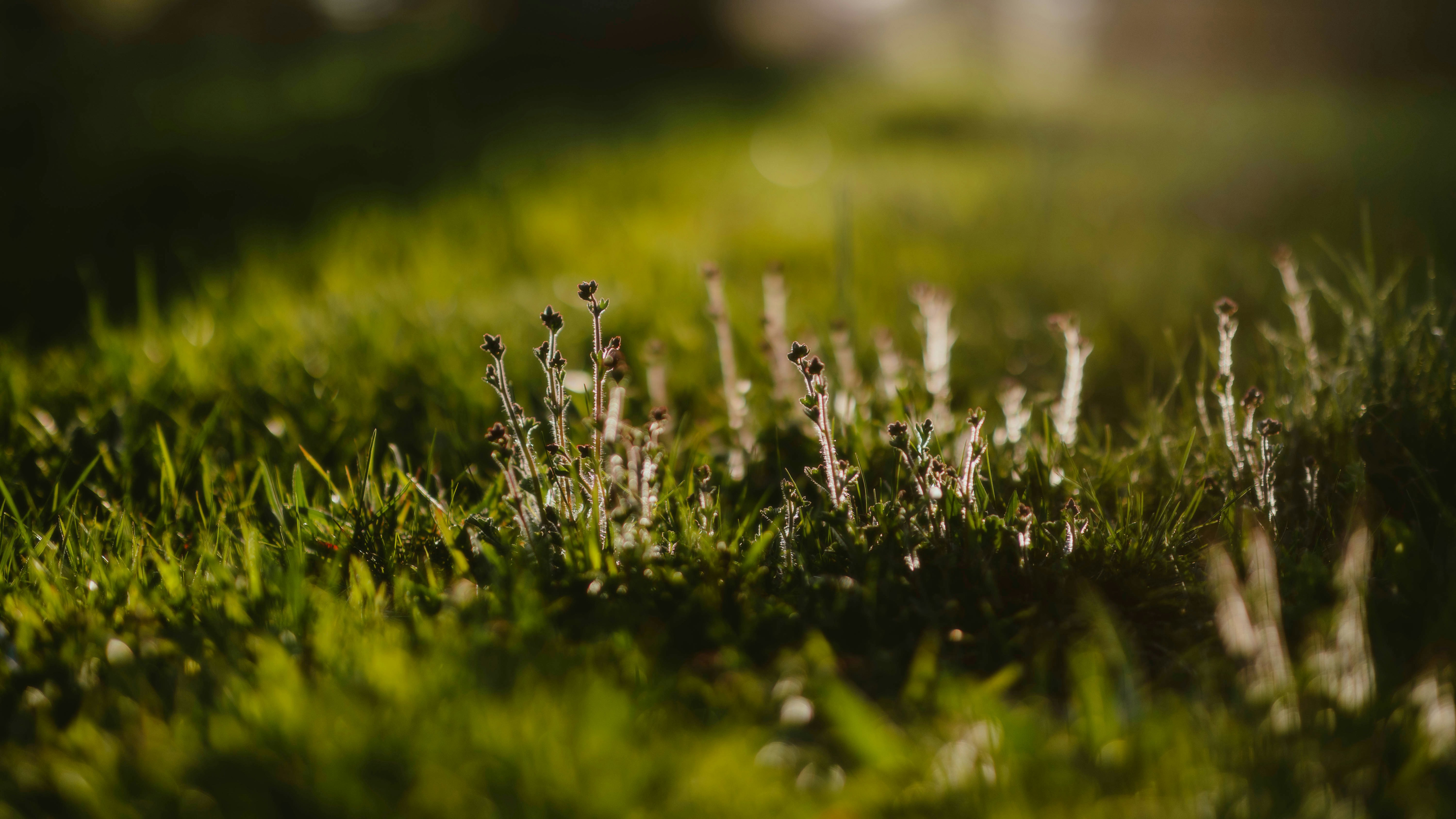 Photo by alingavriliuc