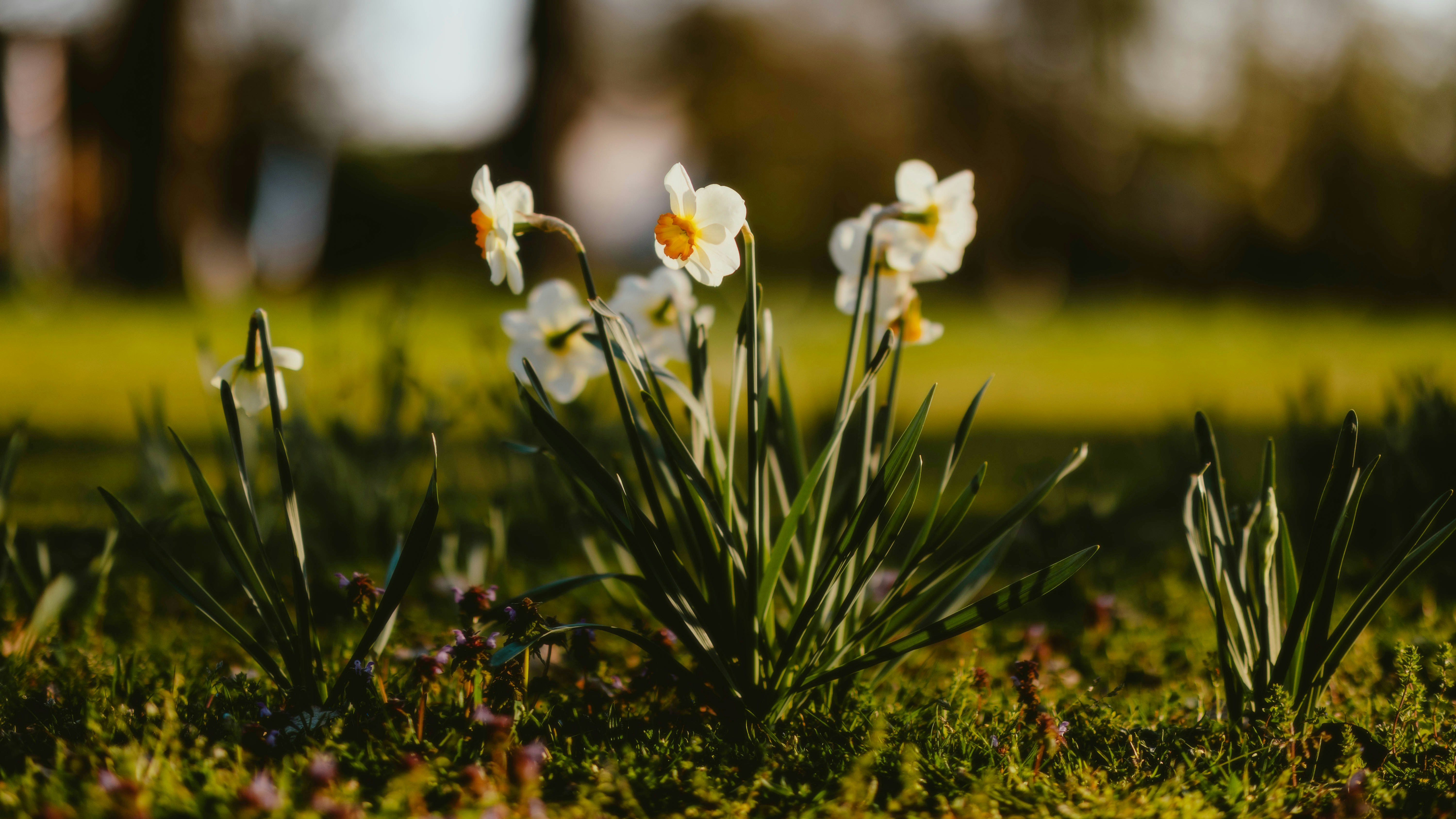 Photo by alingavriliuc