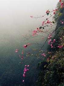 Pink flowers hang above a misty landscape.