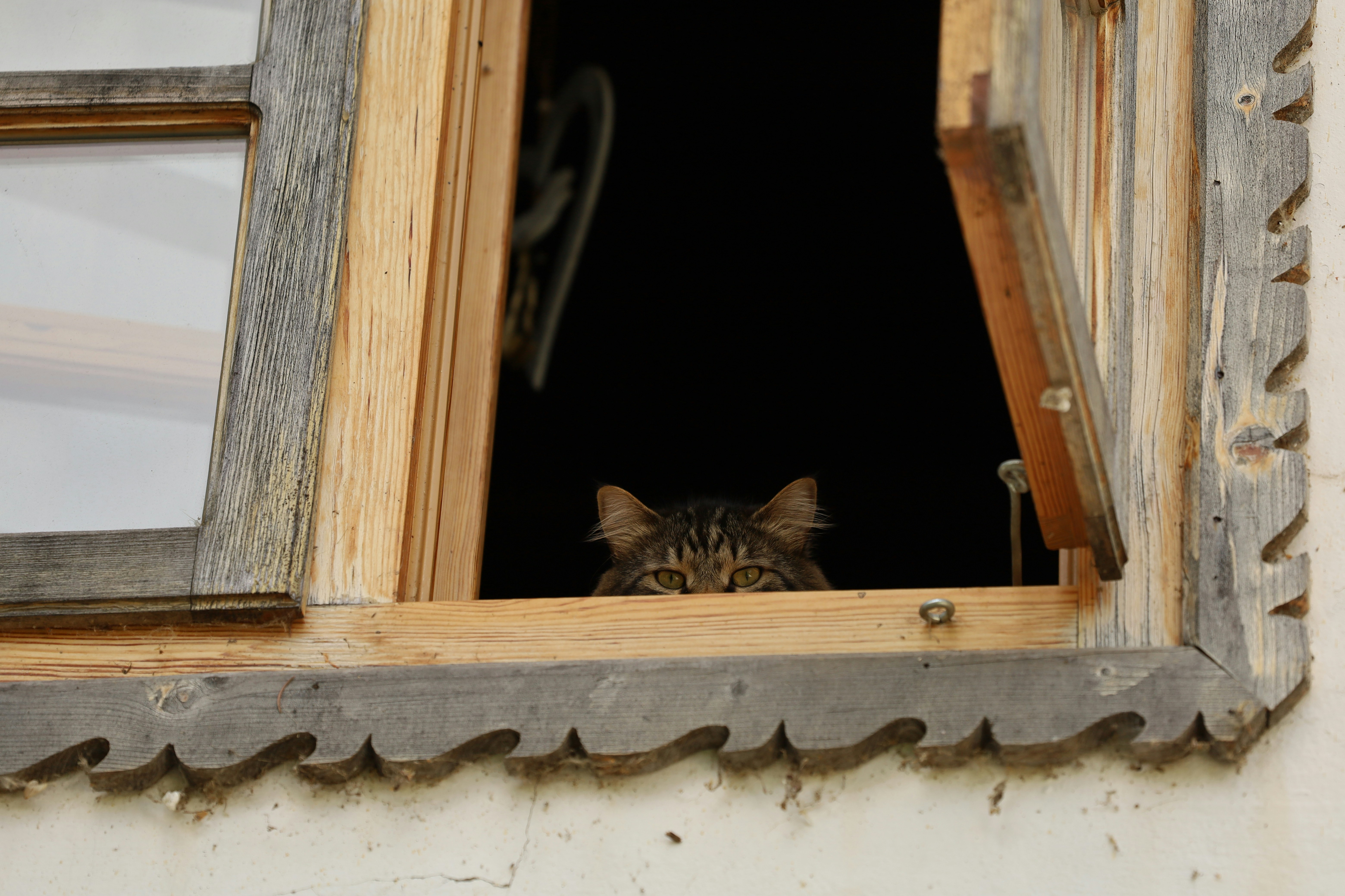 Silent Stalkers: The Art of the Hunt (image credits: unsplash)