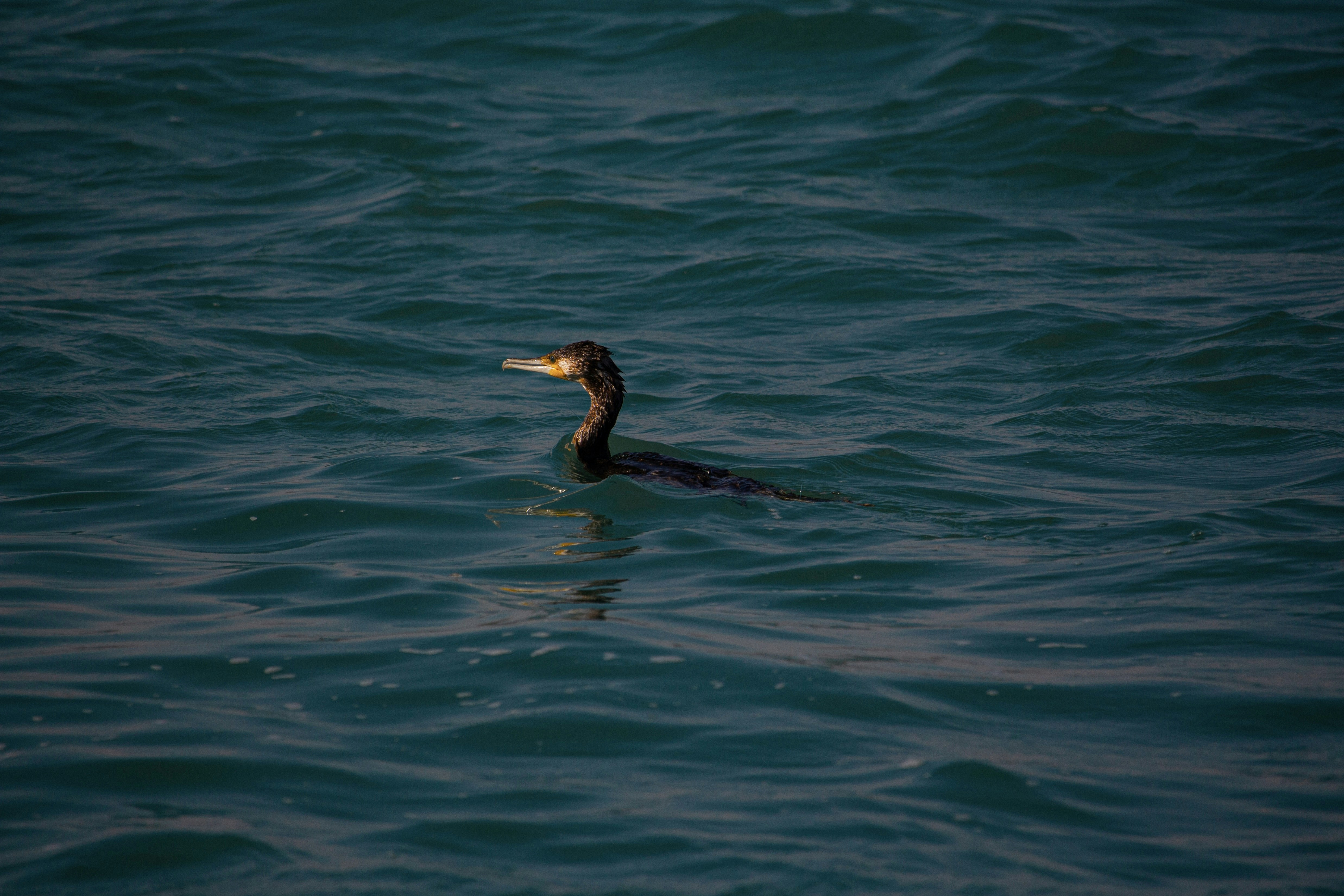 Photo by farid_karimi