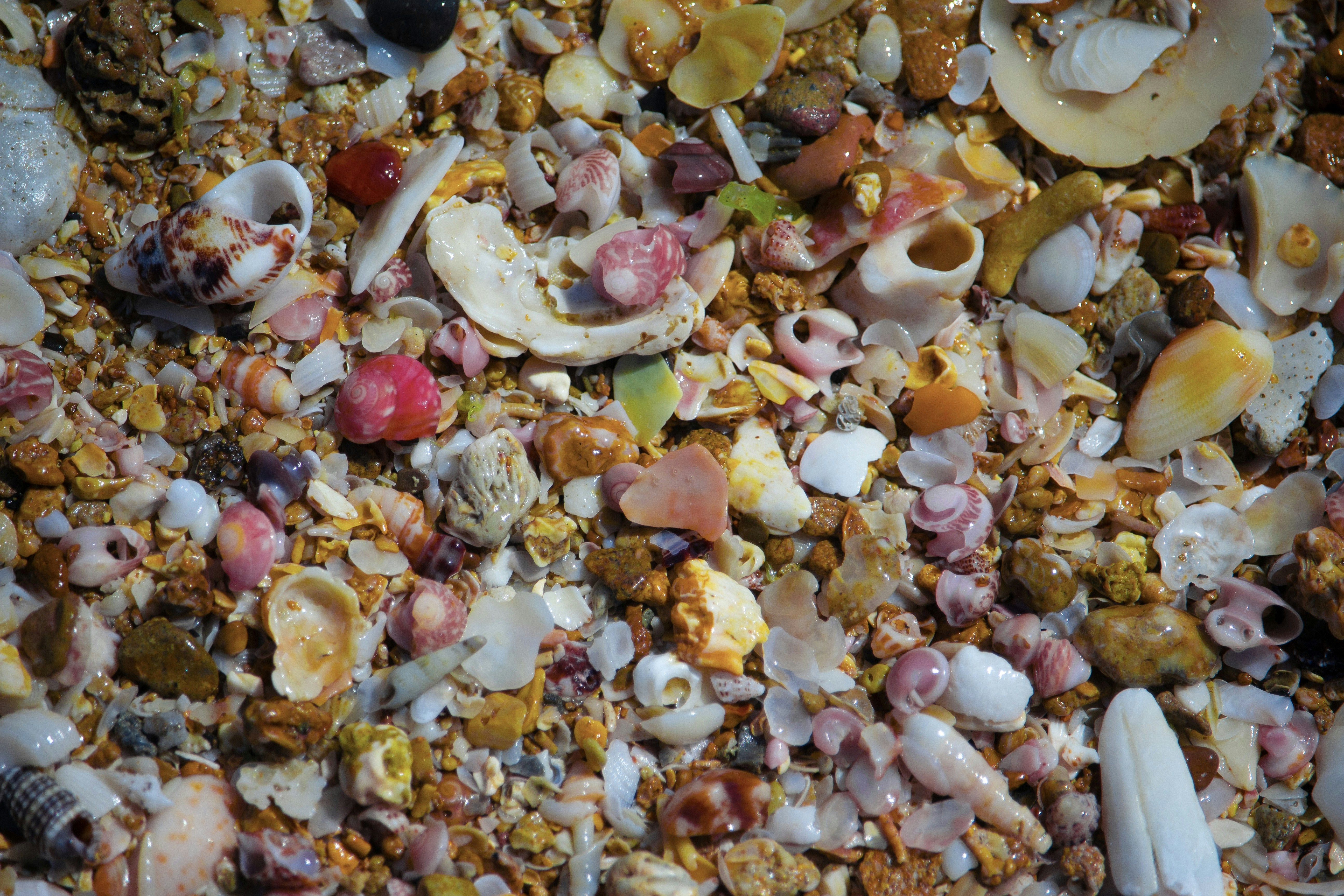 A close-up of colorful shells and sand.