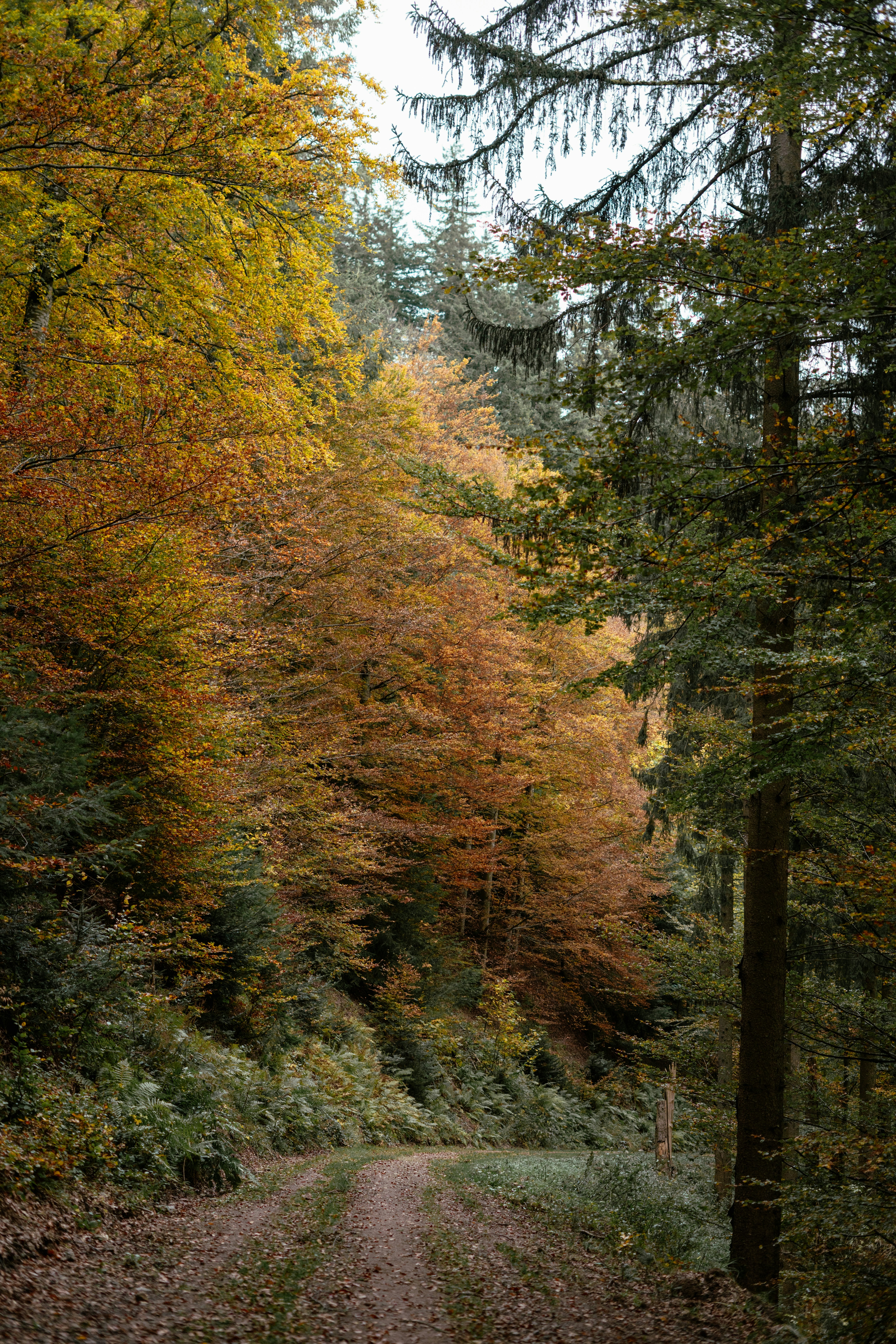 Photo by camerawaalaa