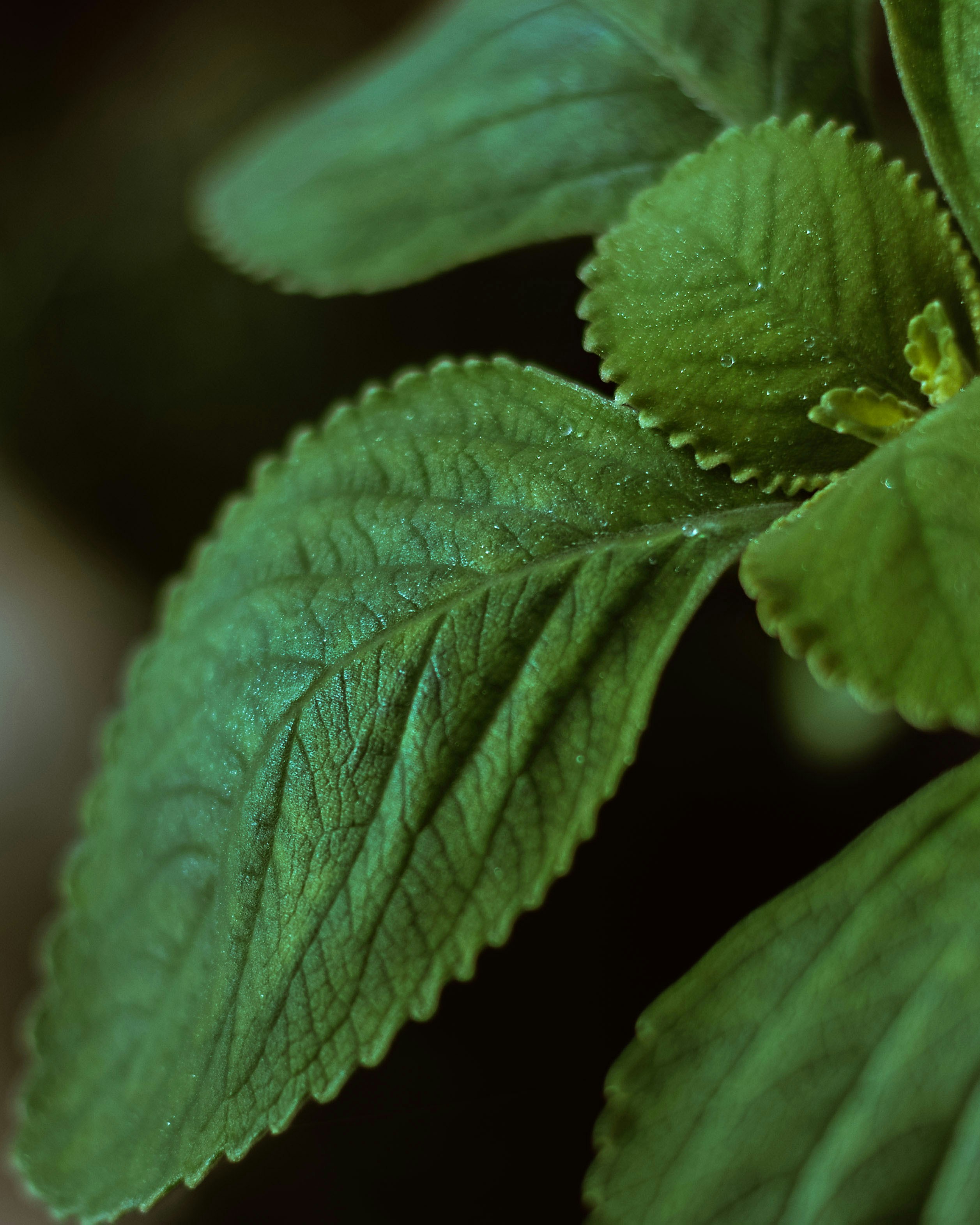 Photo by raffaalvess