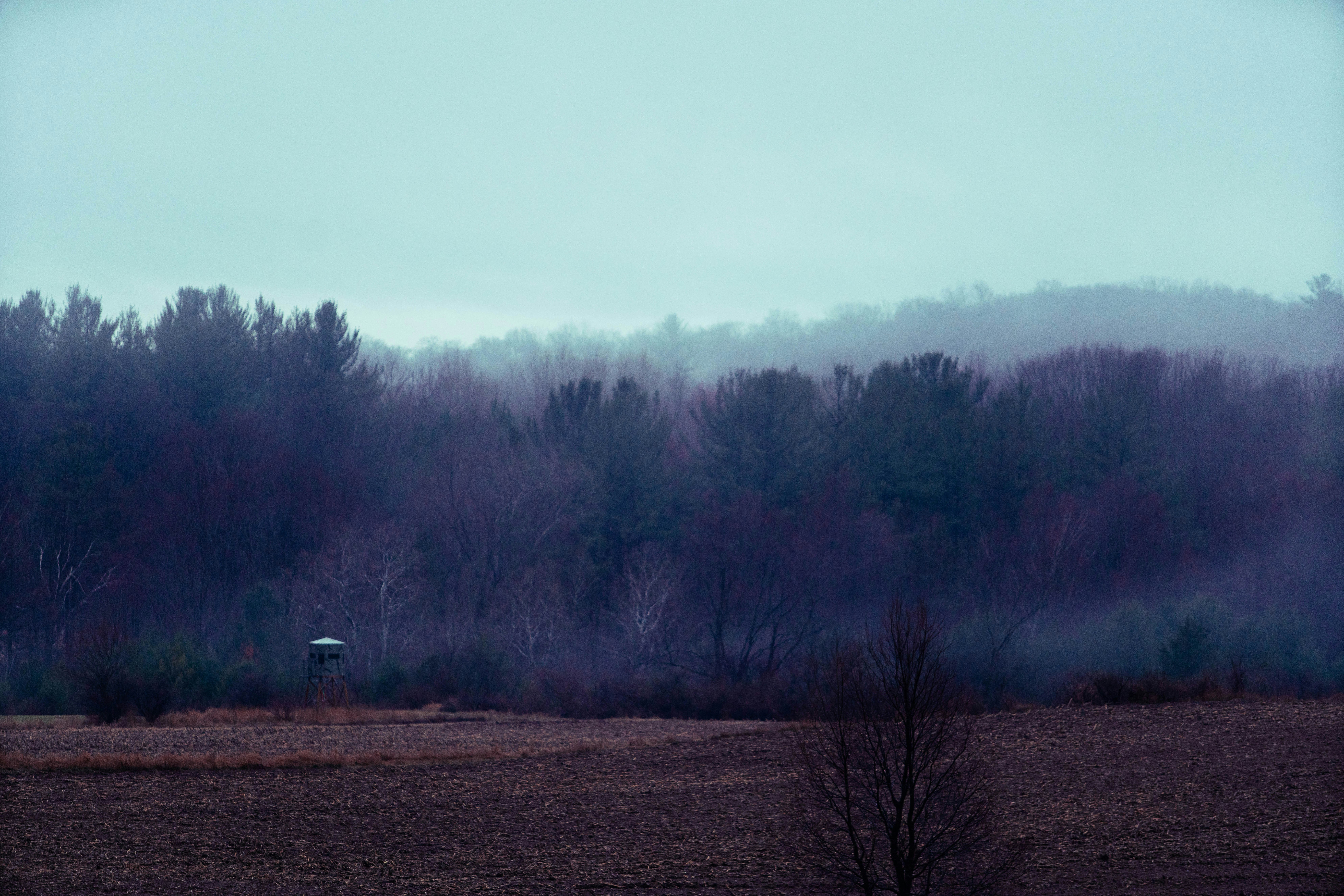 Misty forest landscape on a cloudy day.