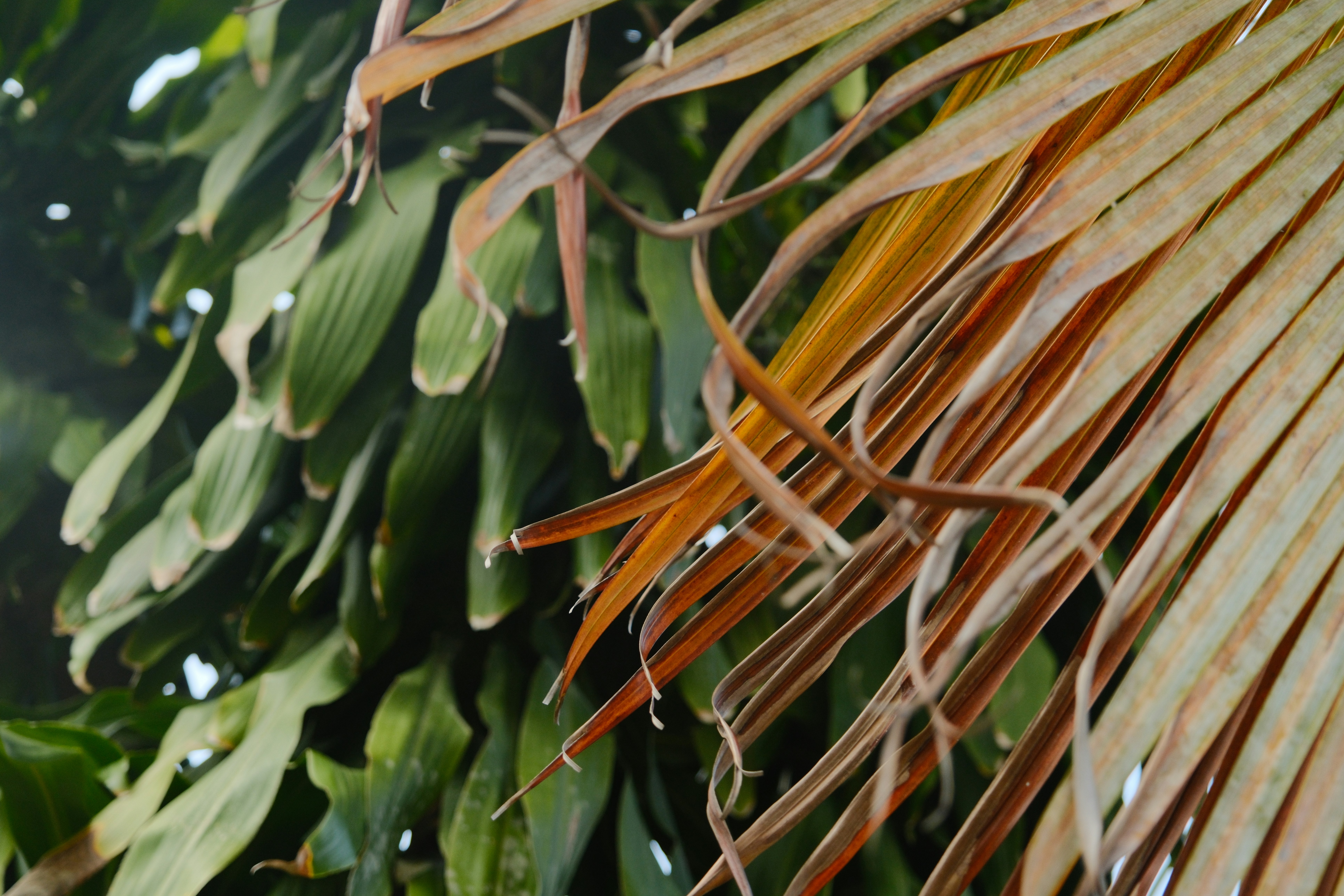 Close-up of leaves, some green and some drying.