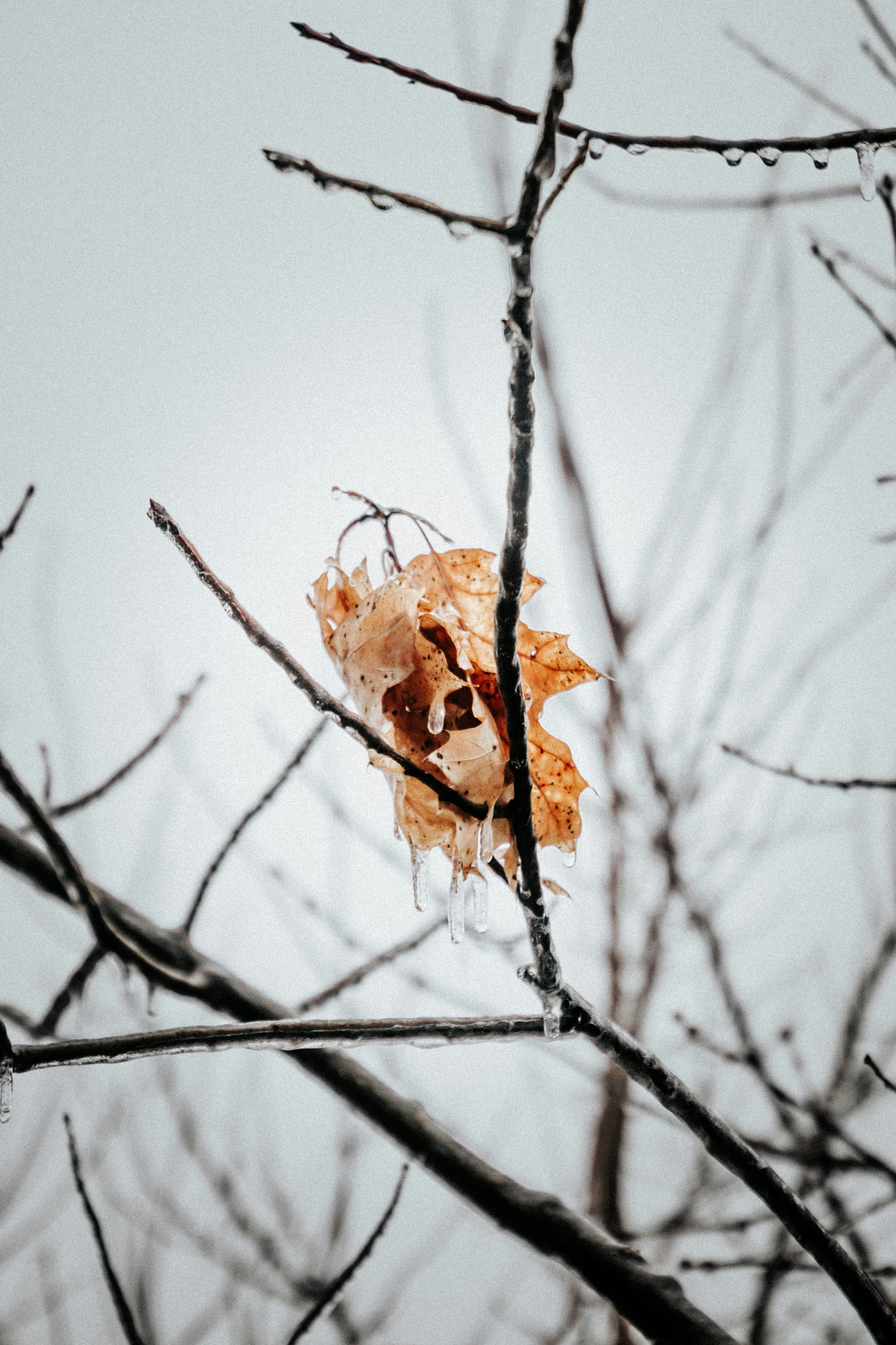 A leaf clings to a branch, iced over.